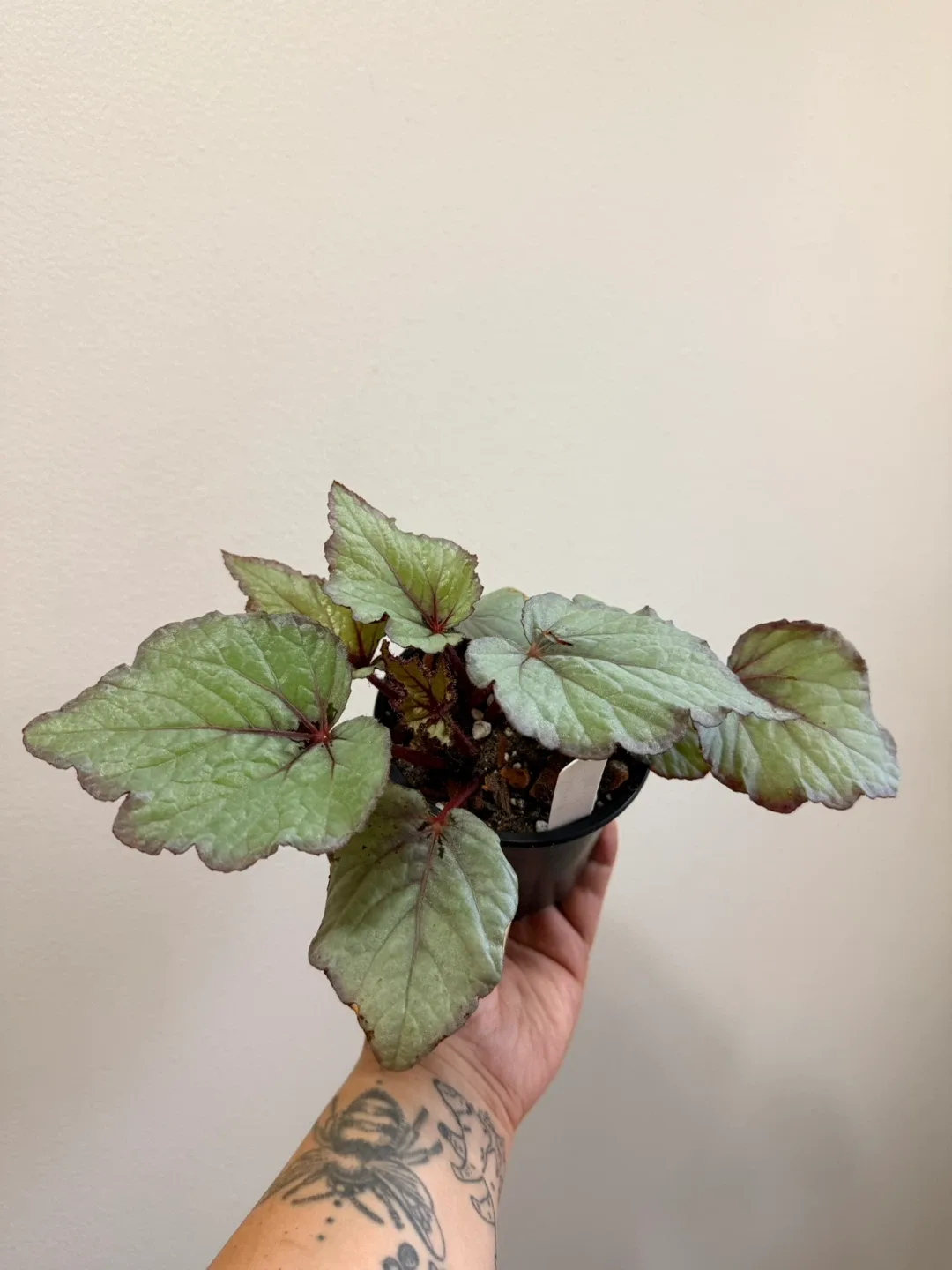 Begonia Plant image indicator(3)