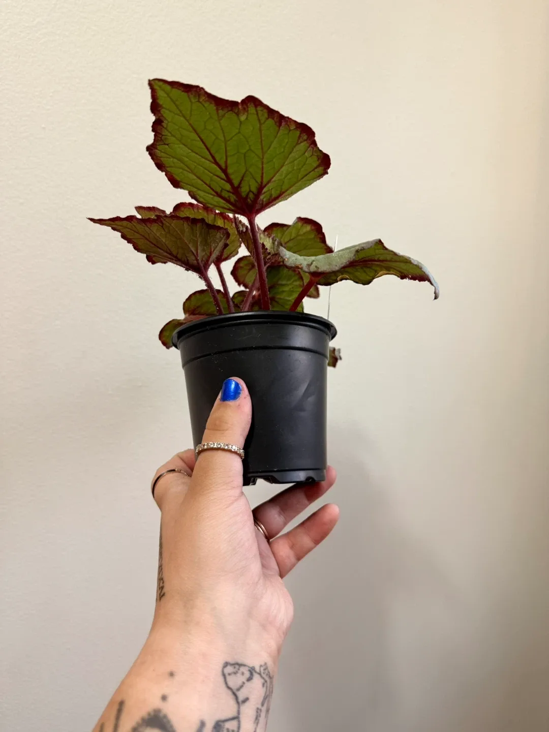 Begonia Plant image indicator(2)