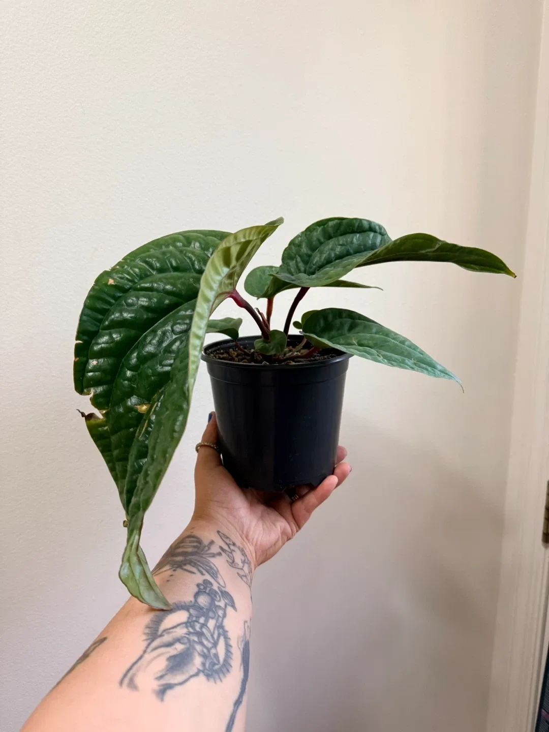 Anthurium Radicans X Luxurians image indicator(4)