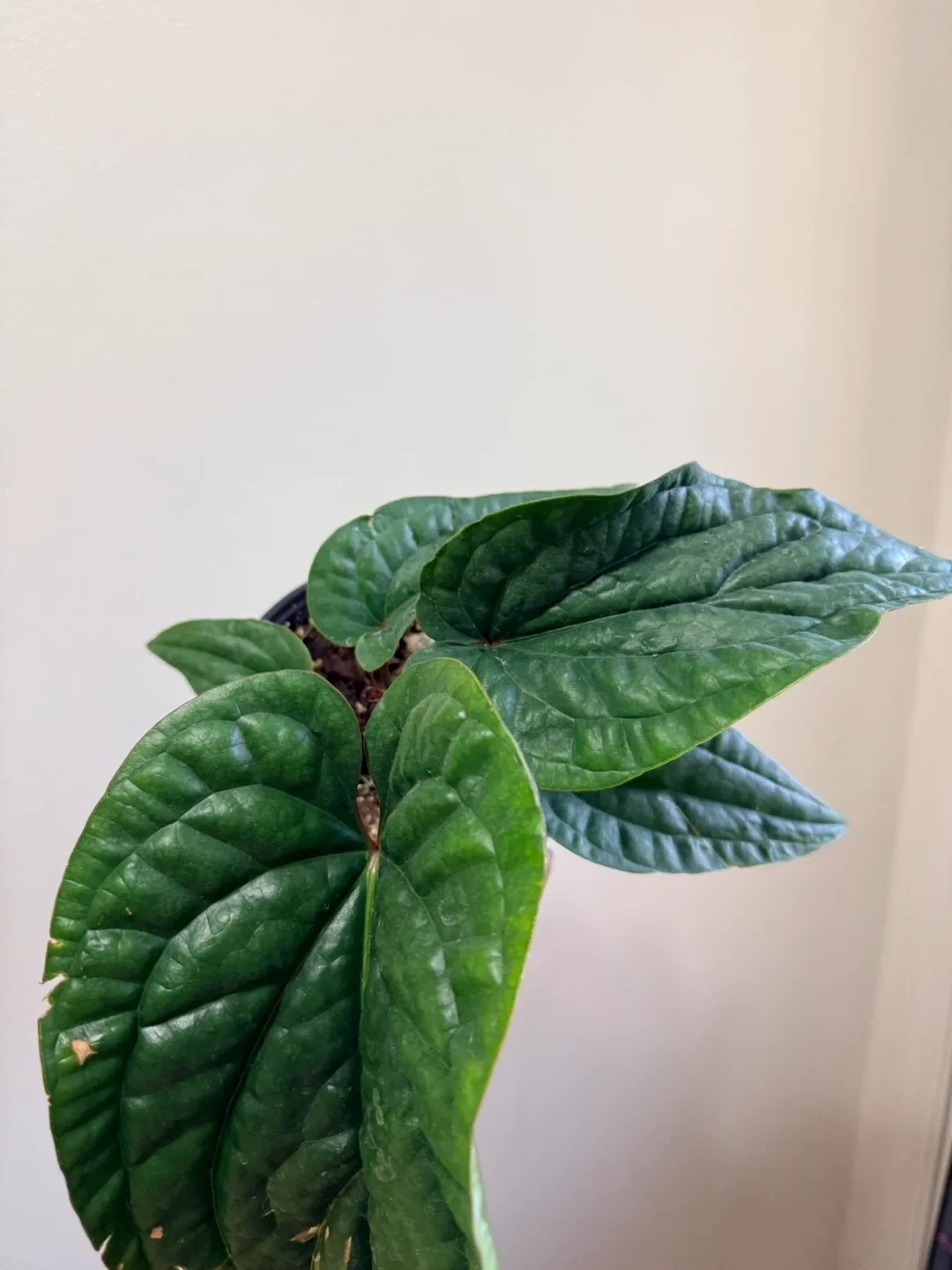Anthurium Radicans X Luxurians image indicator(2)