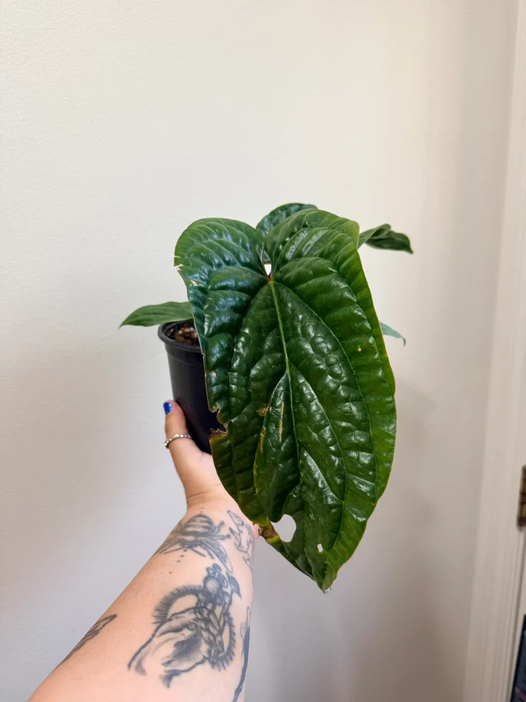 Anthurium Radicans X Luxurians image indicator(3)