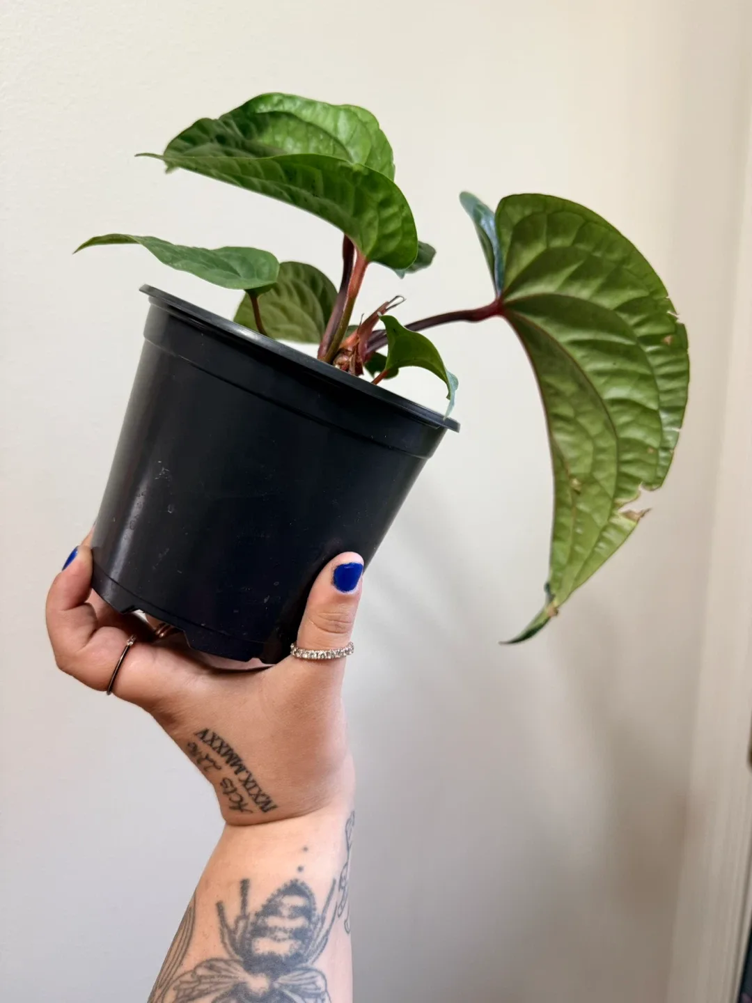 Anthurium Radicans X Luxurians thumbnail