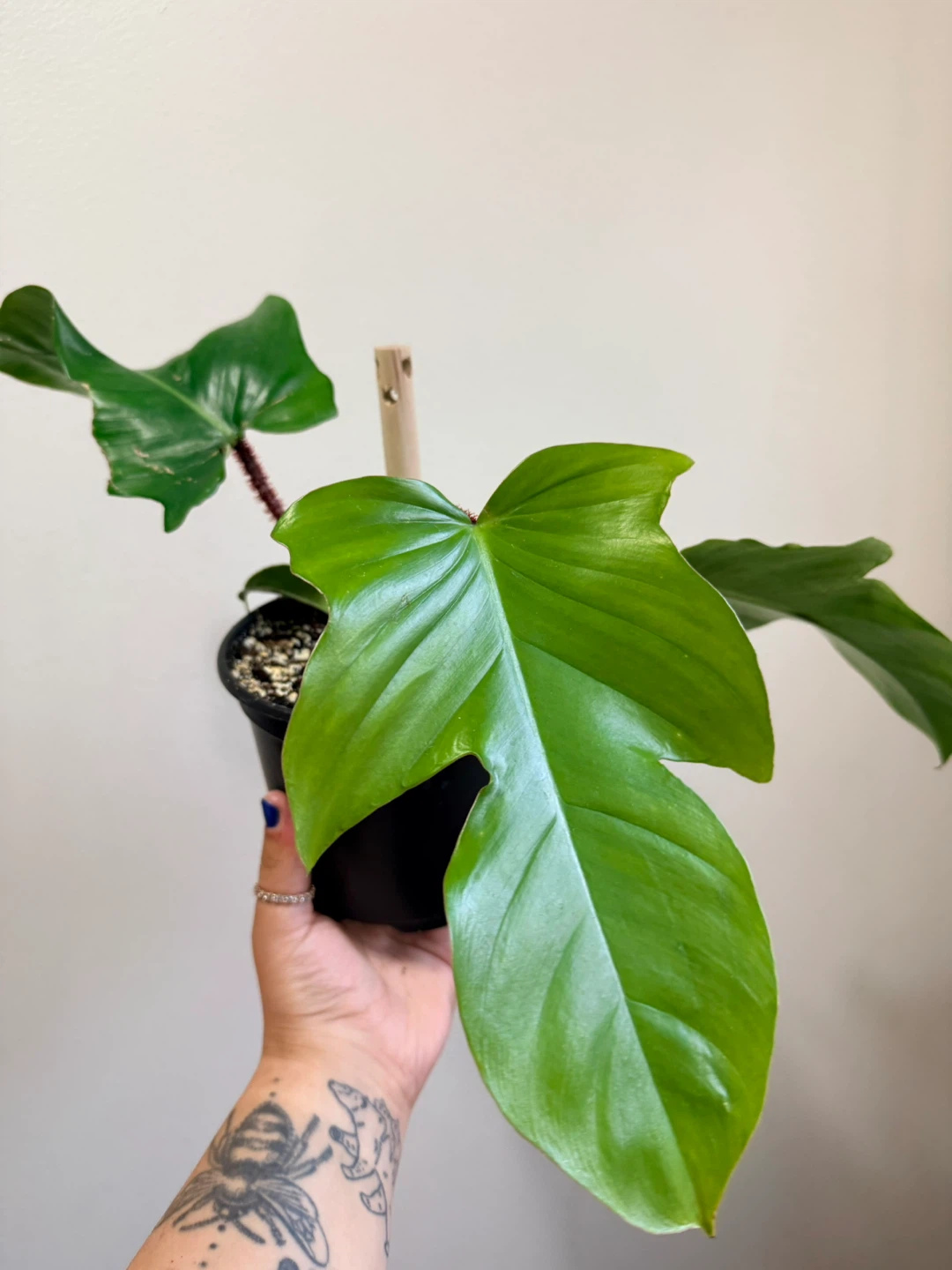 Philodendron Fuzzy Petiole Plant - photo 3