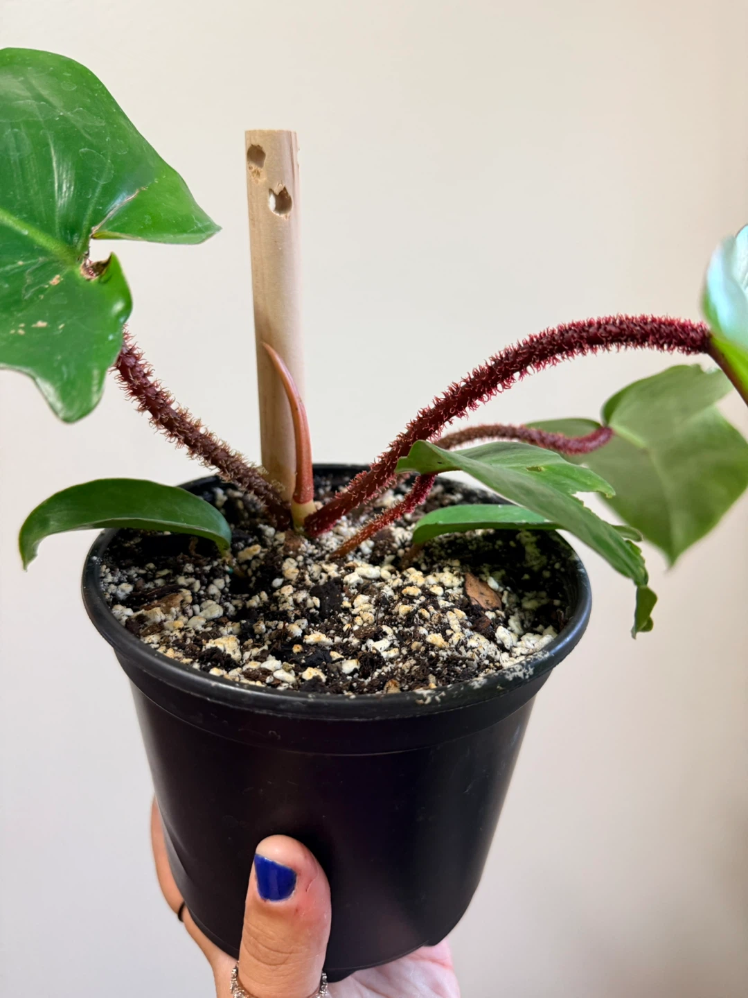 Philodendron Fuzzy Petiole Plant - photo 2