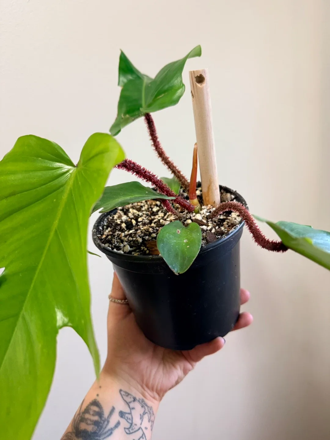 Philodendron Fuzzy Petiole Plant