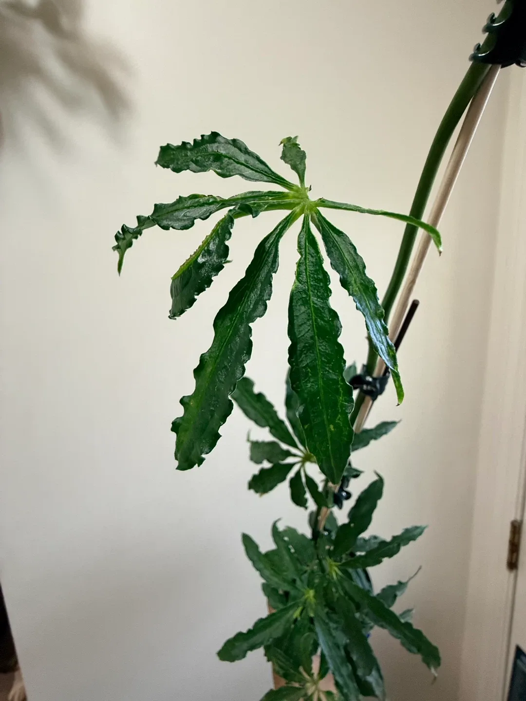 Podocarpus Maki Fern Pine Plant image indicator(2)