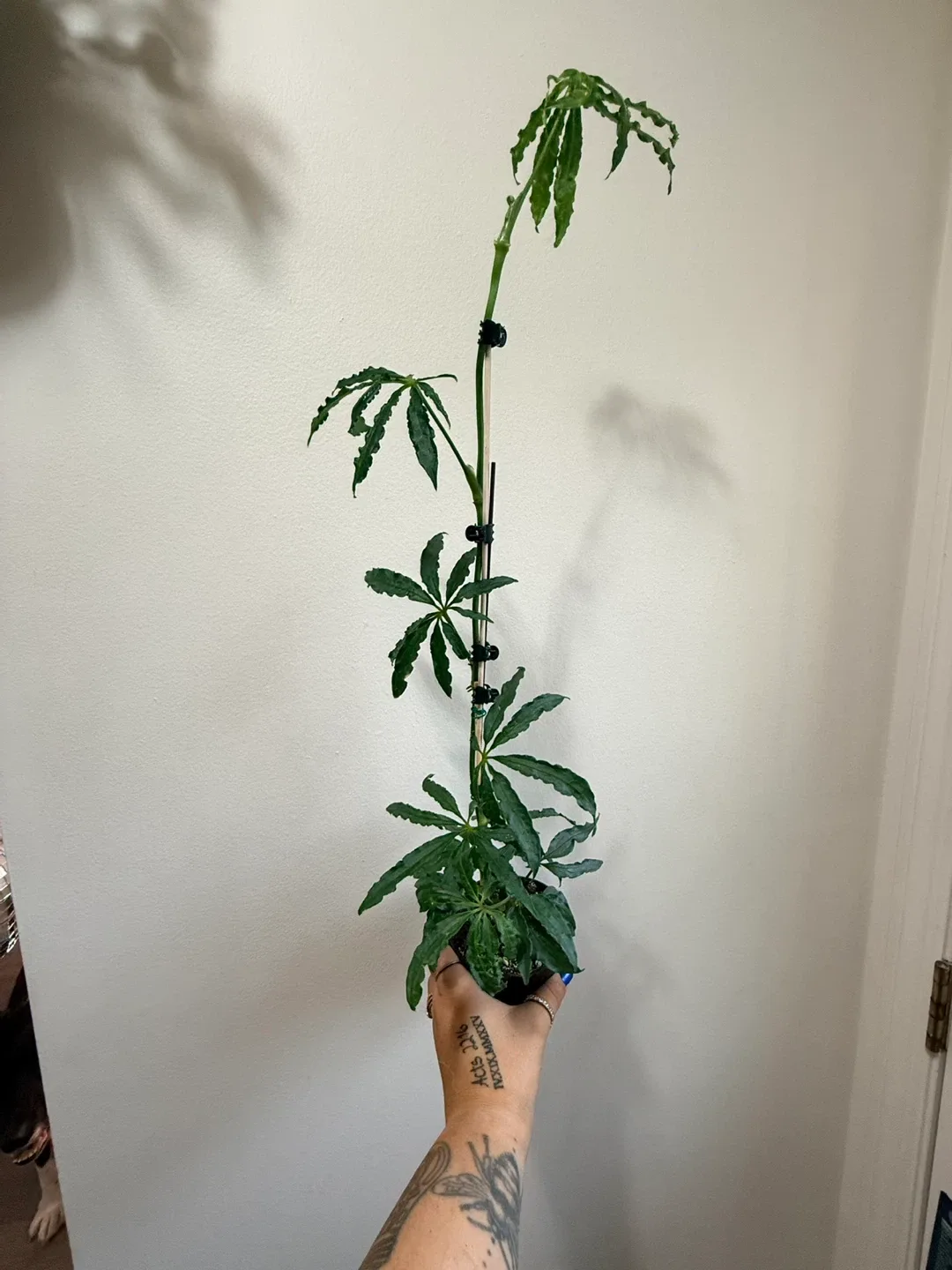 Podocarpus Maki Fern Pine Plant image indicator(3)