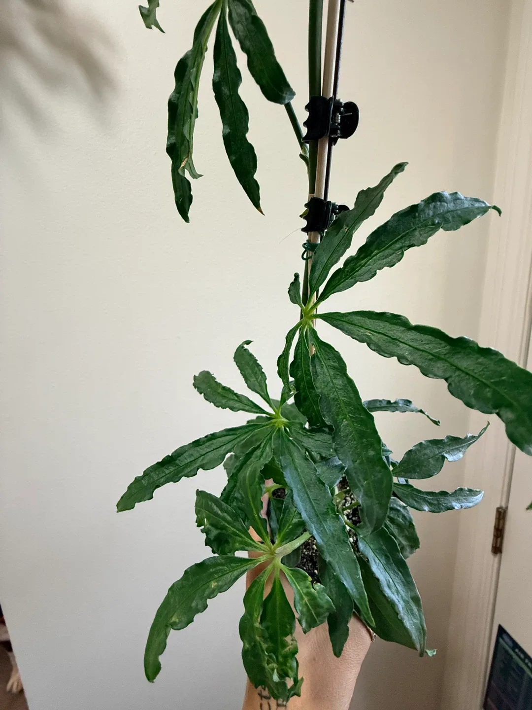 Podocarpus Maki Fern Pine Plant thumbnail