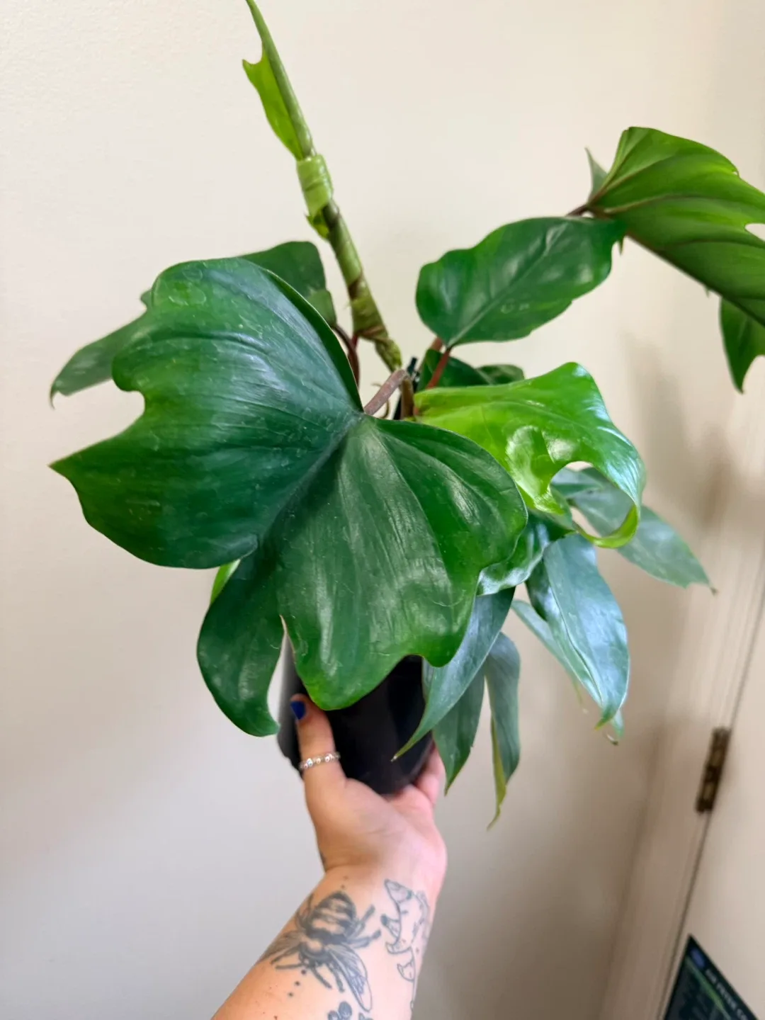 Philodendron Domesticum Plant image indicator(4)