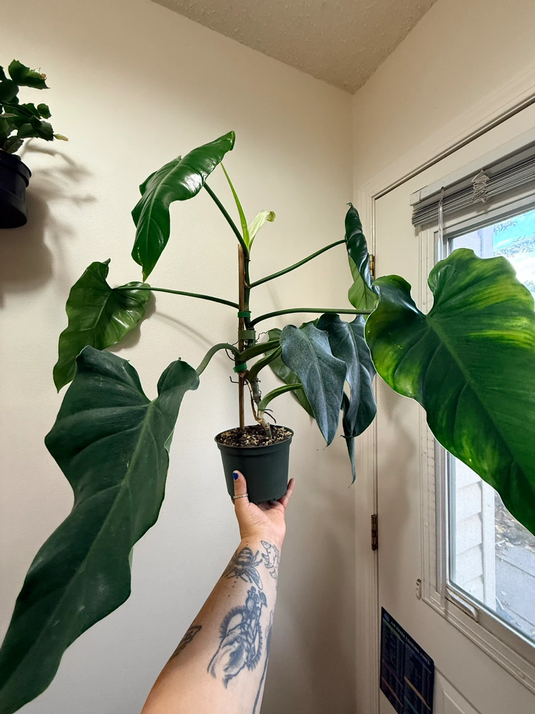 Philodendron Domesticum Plant - photo 3