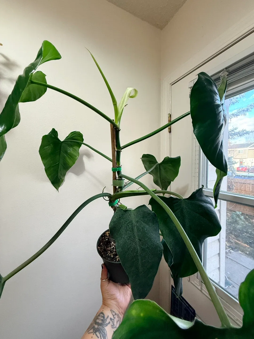 Philodendron Domesticum Plant