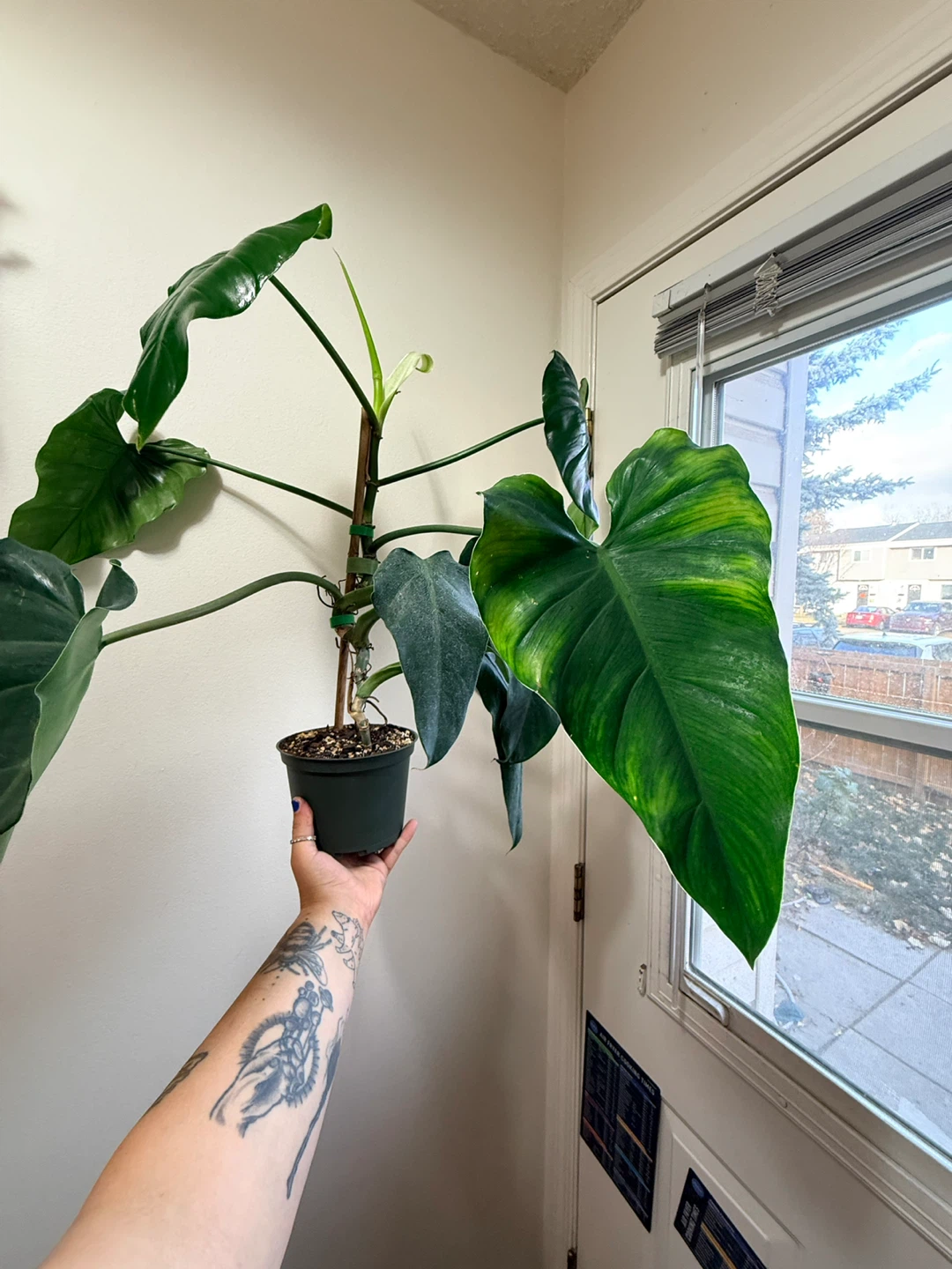 Philodendron Domesticum Plant - photo 2