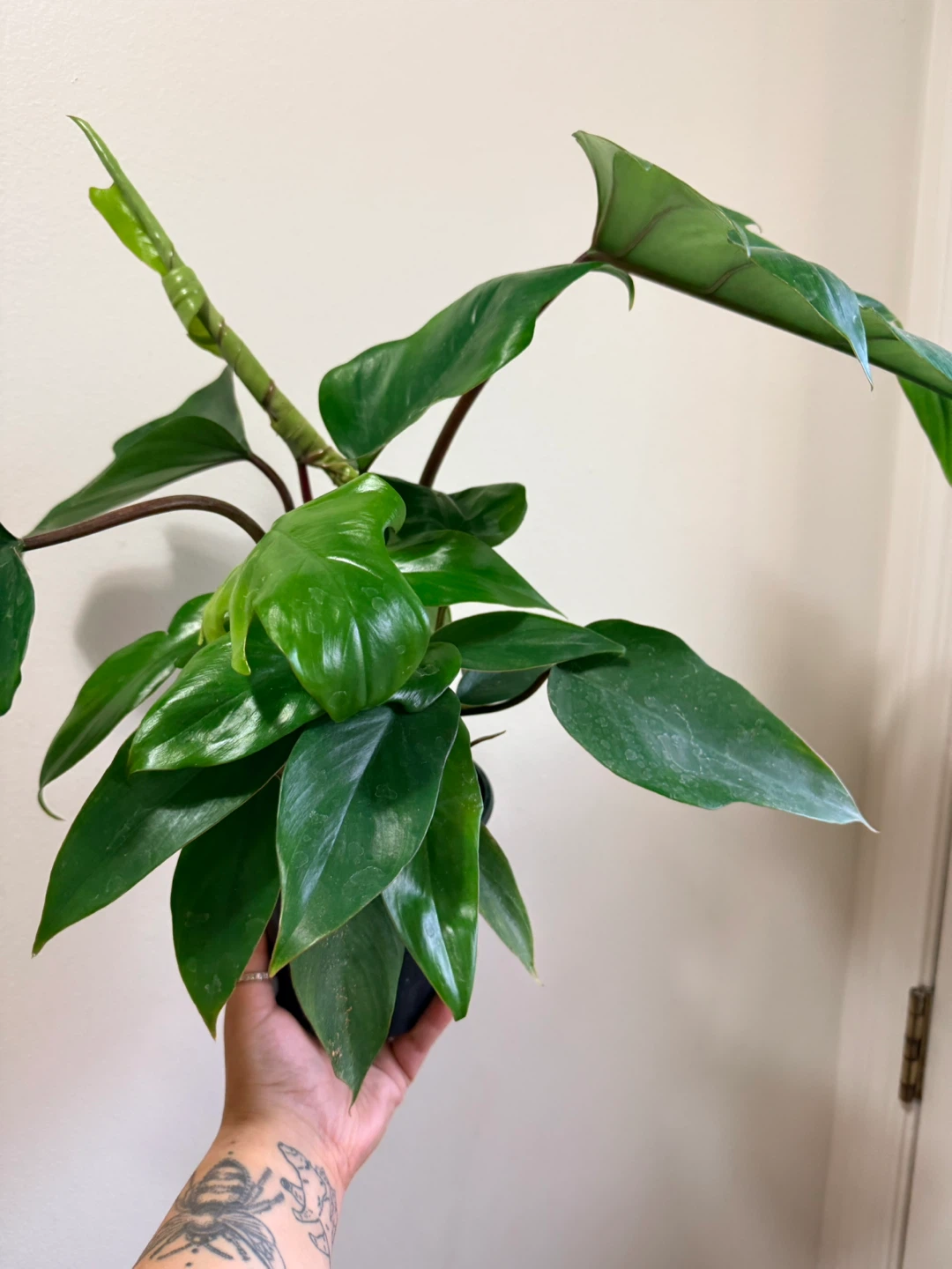 Philodendron Mayoi Plant - photo 4