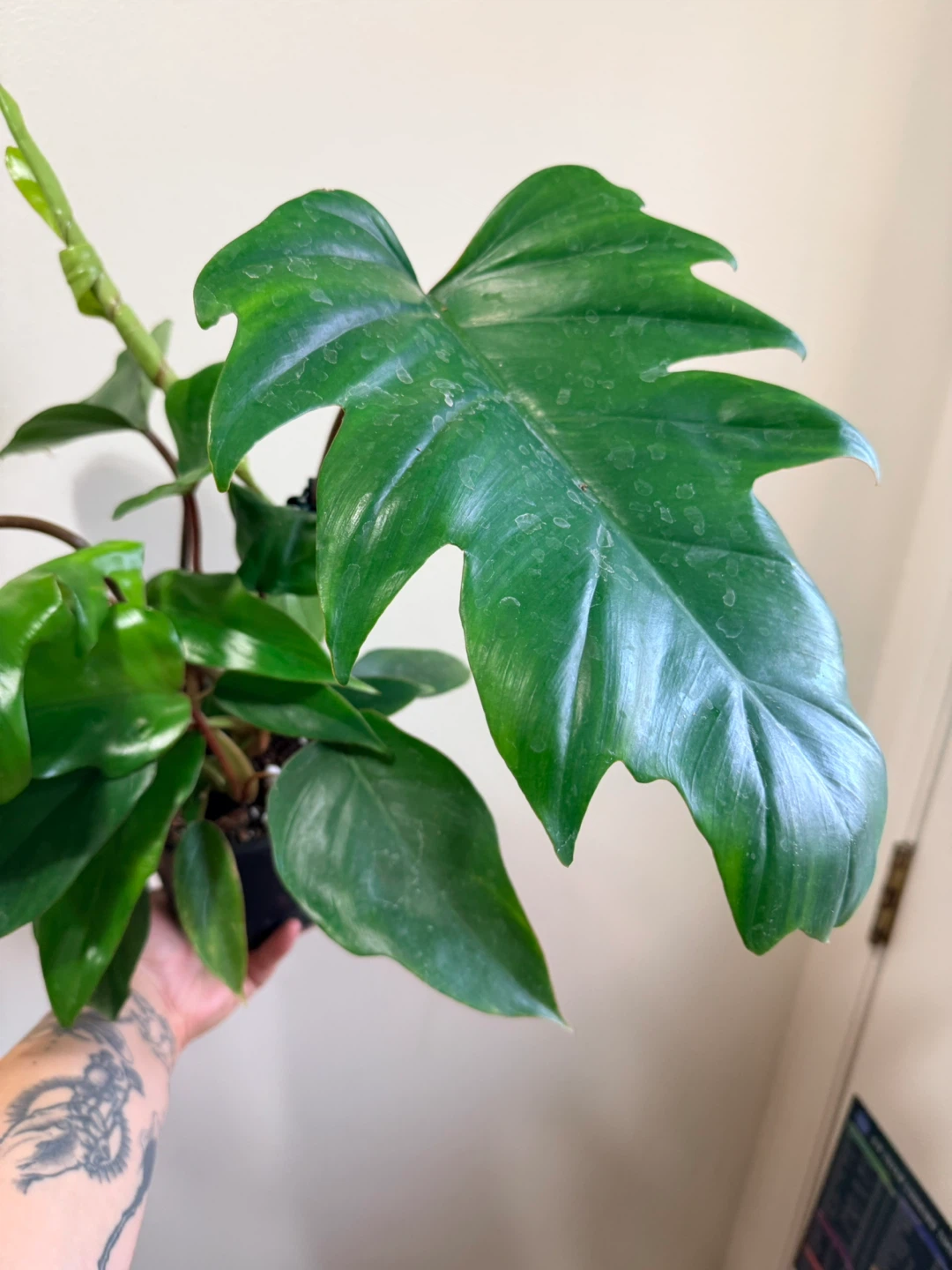 Philodendron Mayoi Plant - photo 3