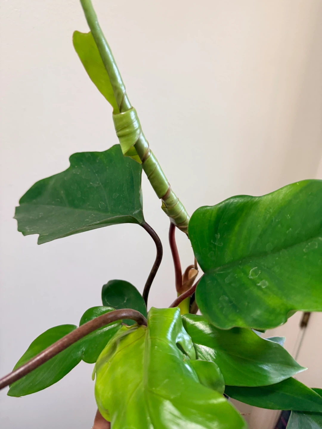 Philodendron Mayoi Plant - photo 2