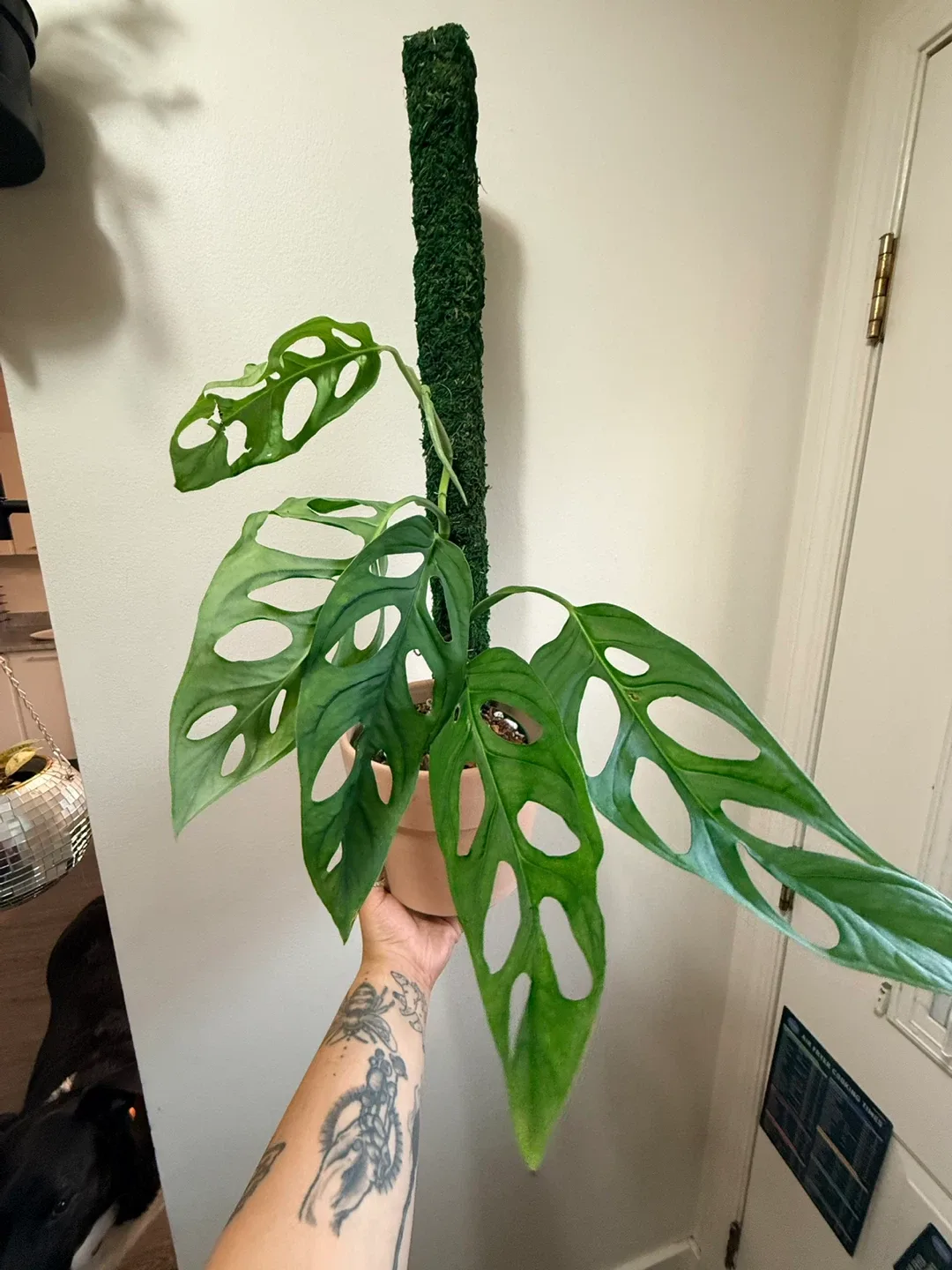 Monstera Esqueleto Plant