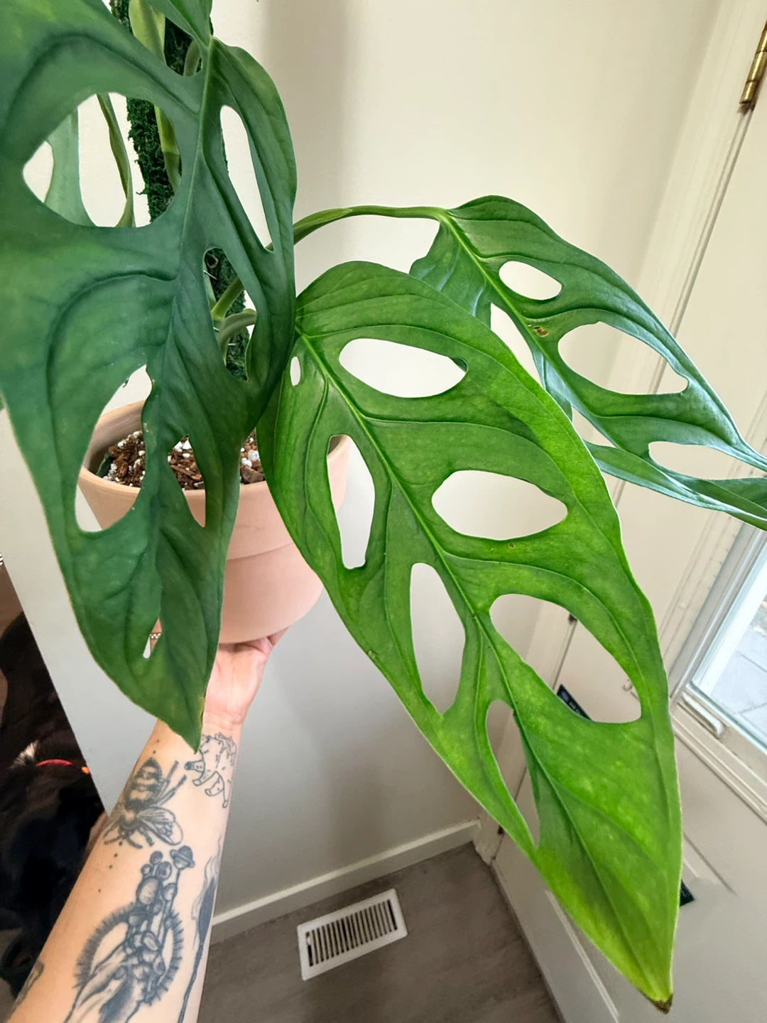 Monstera Esqueleto Plant - photo 2