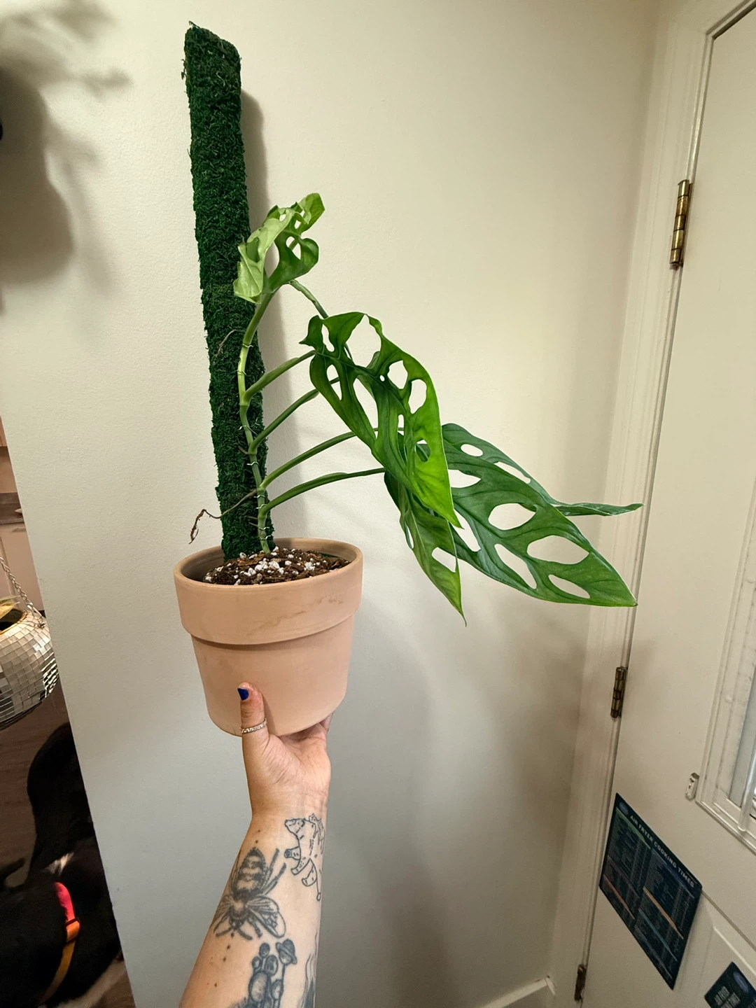 Monstera Esqueleto Plant - photo 3
