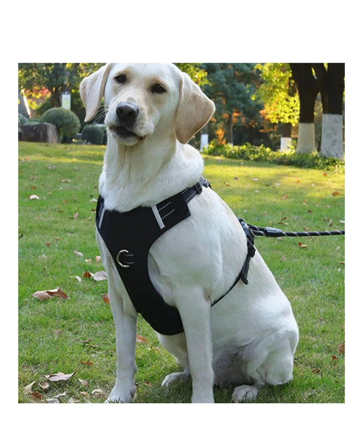 Dog Harness - Size M image indicator(3)