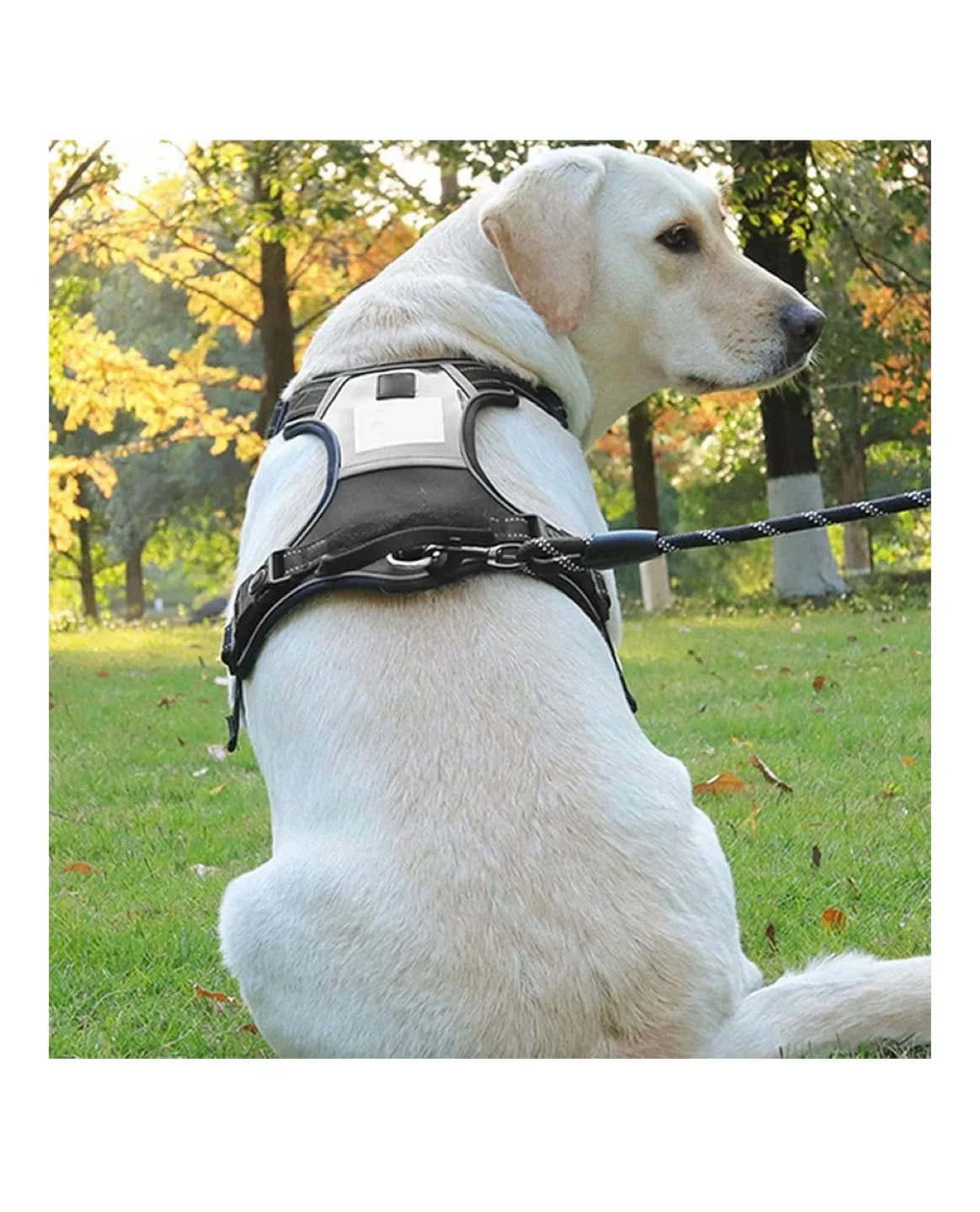 Dog Harness - Size M image indicator(4)