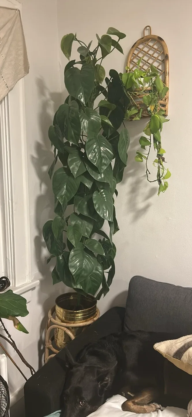 Large artificial Plant image indicator(2)