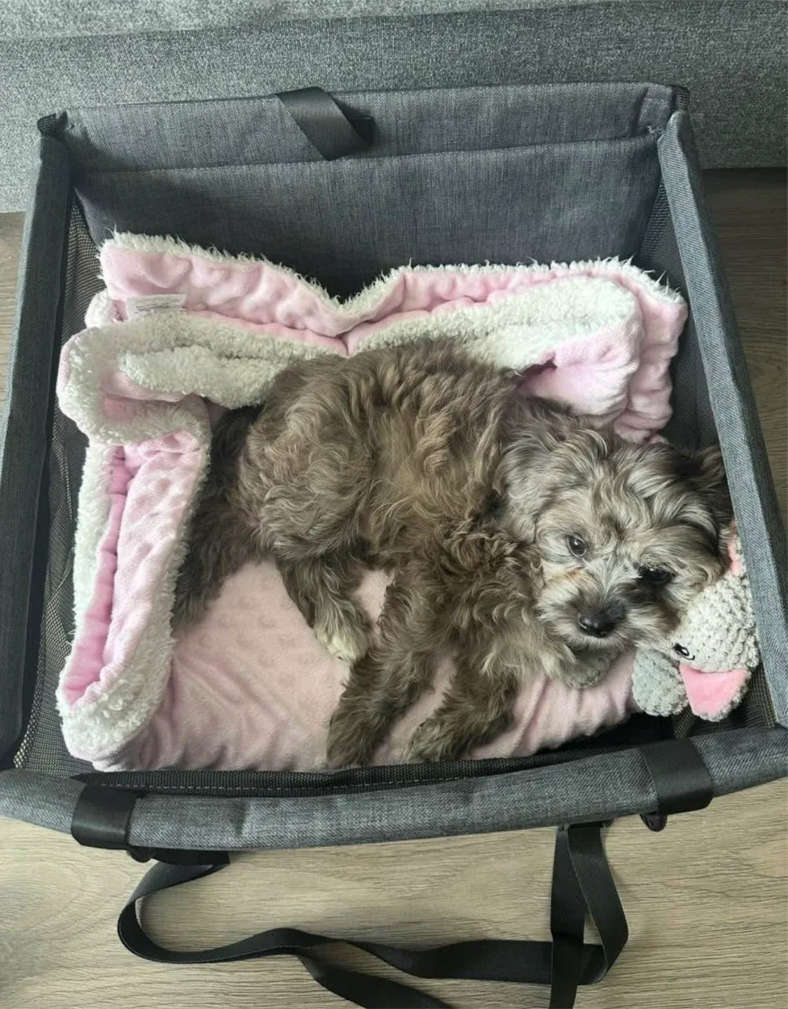 Puppy / small dog supplies - car seat, sling & pee pad tray image indicator(7)