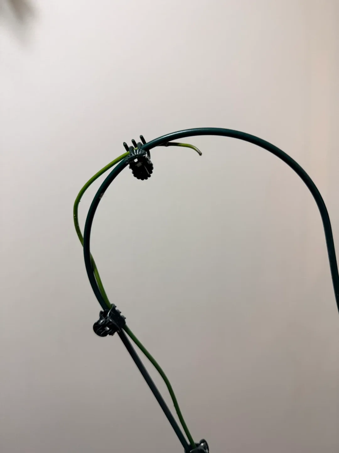 Hoya Parviflora Plant with Heart Trellis image indicator(4)