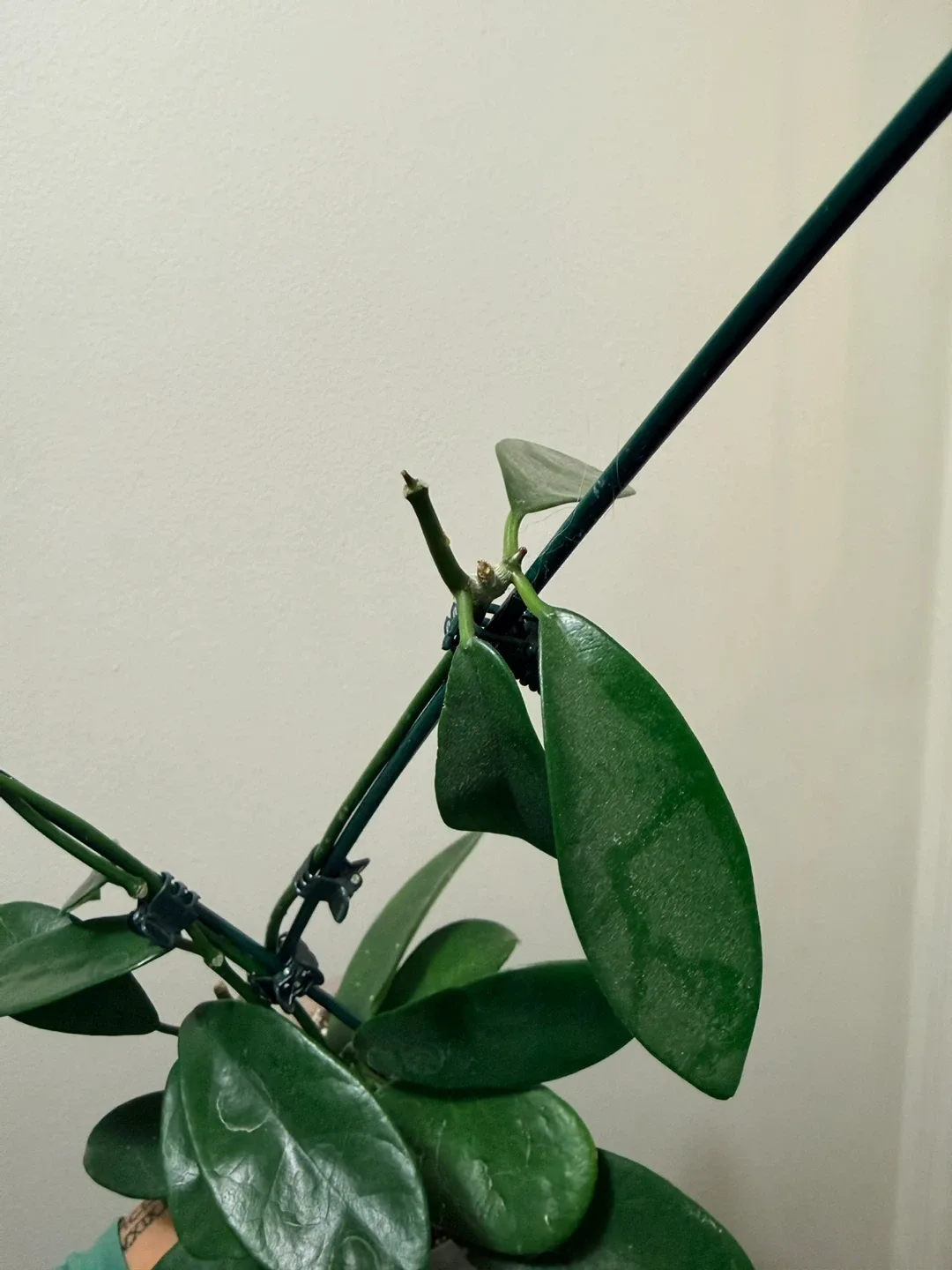 Hoya Parviflora Plant with Heart Trellis image indicator(3)