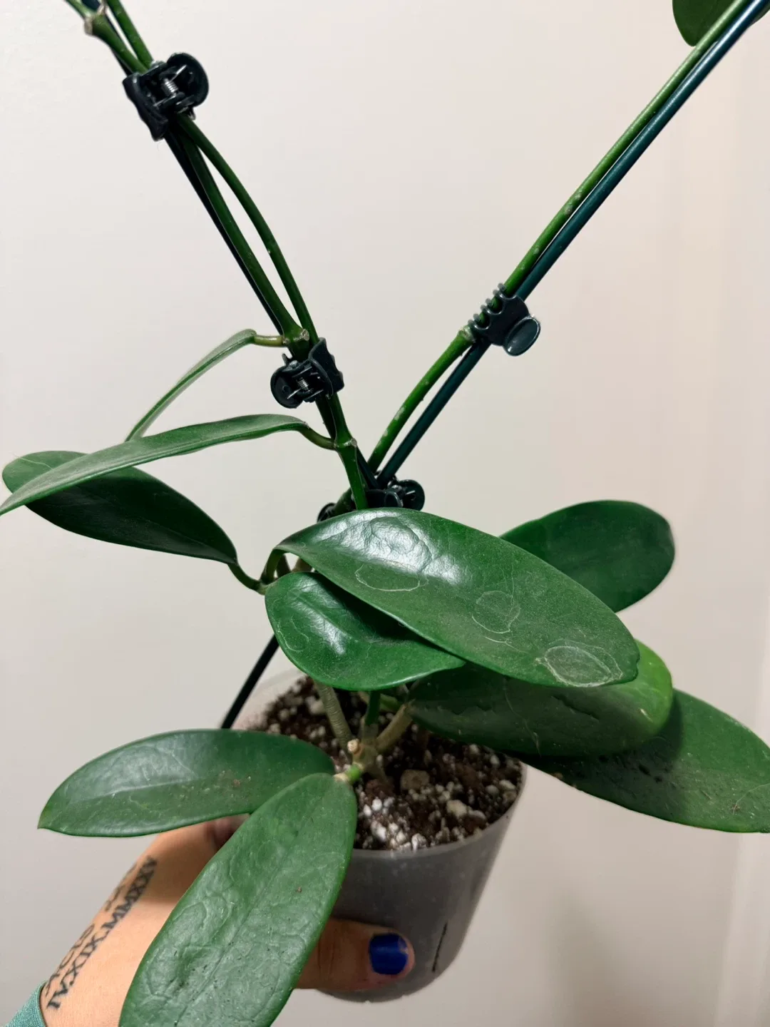 Hoya Parviflora Plant with Heart Trellis image indicator(5)