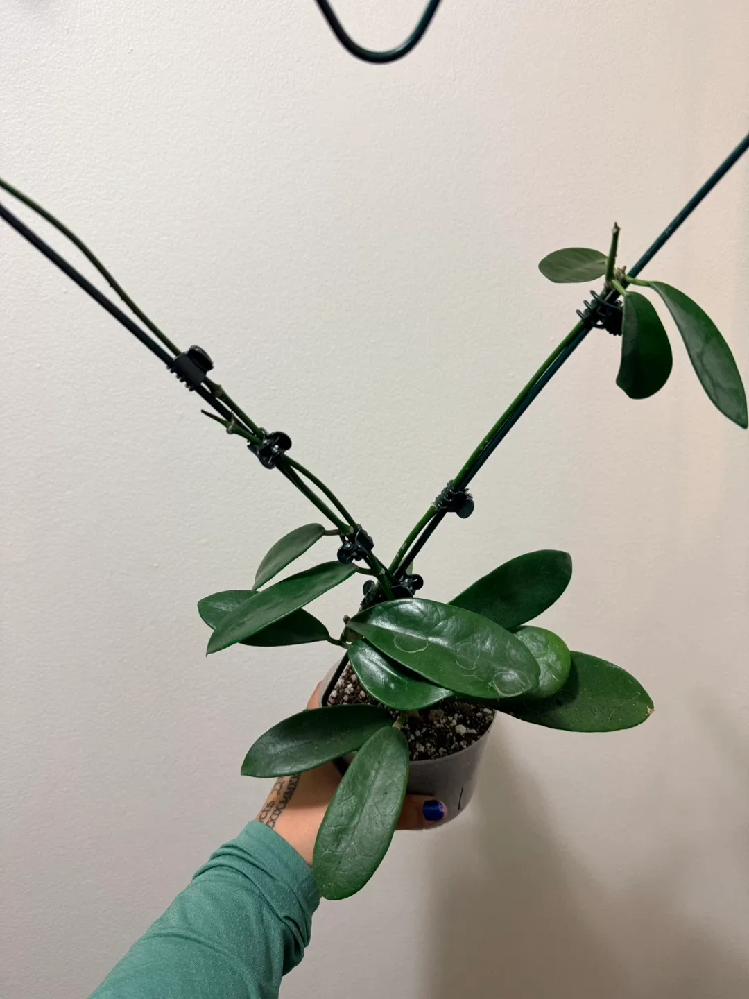 Hoya Parviflora Plant with Heart Trellis image indicator(2)