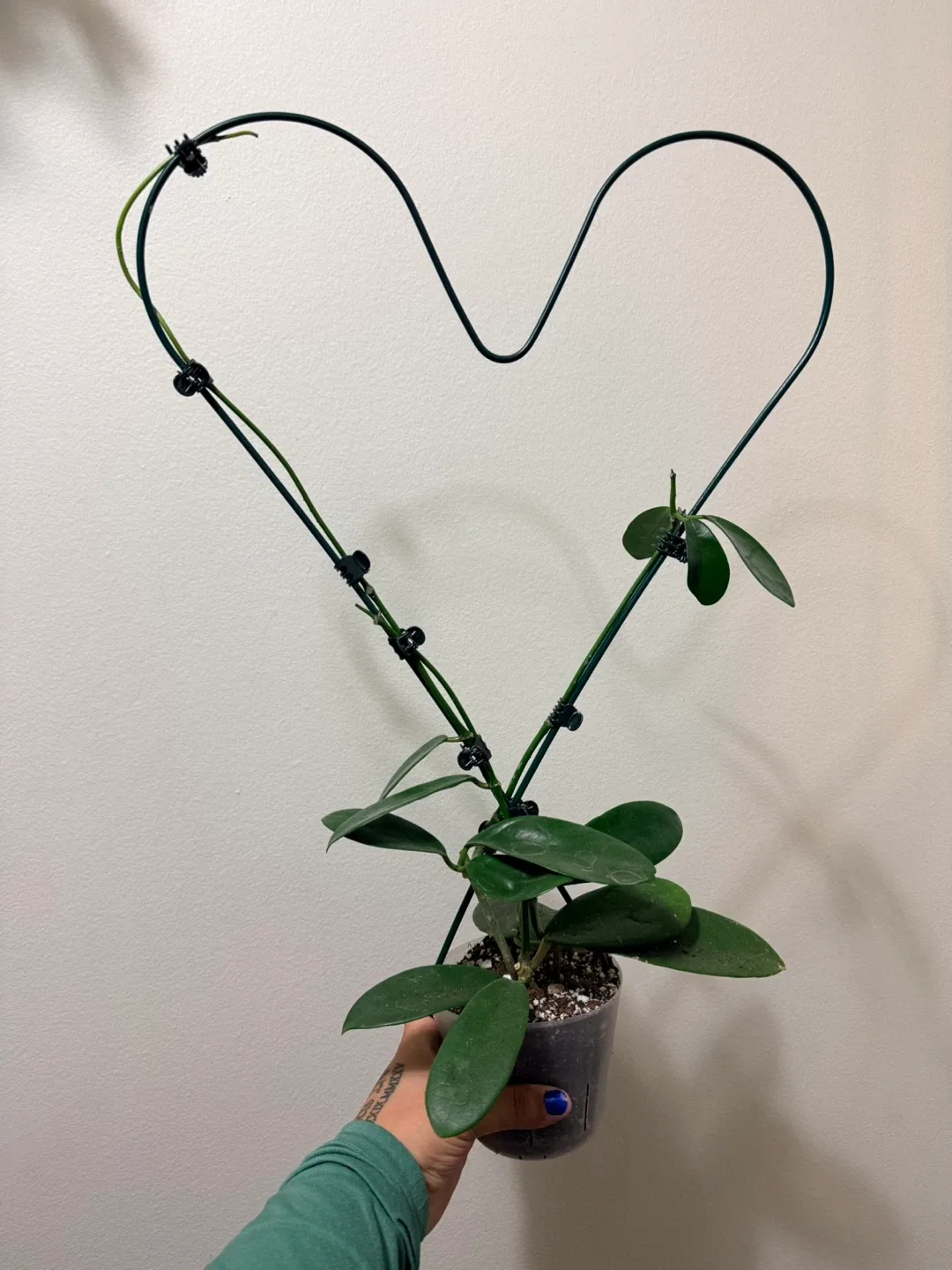 Hoya Parviflora Plant with Heart Trellis thumbnail