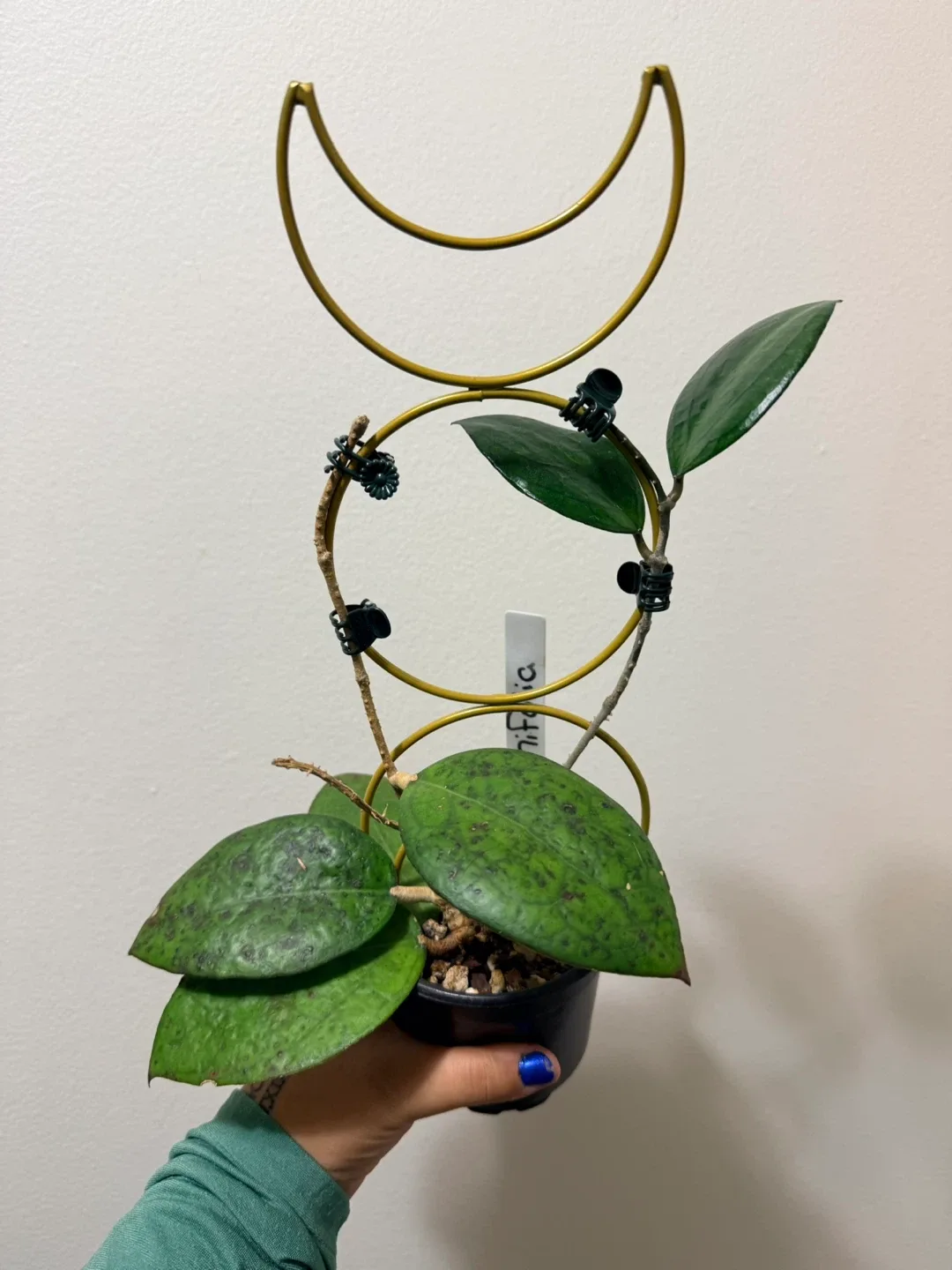 Hoya Cinnamifolia Plant with Trellis thumbnail