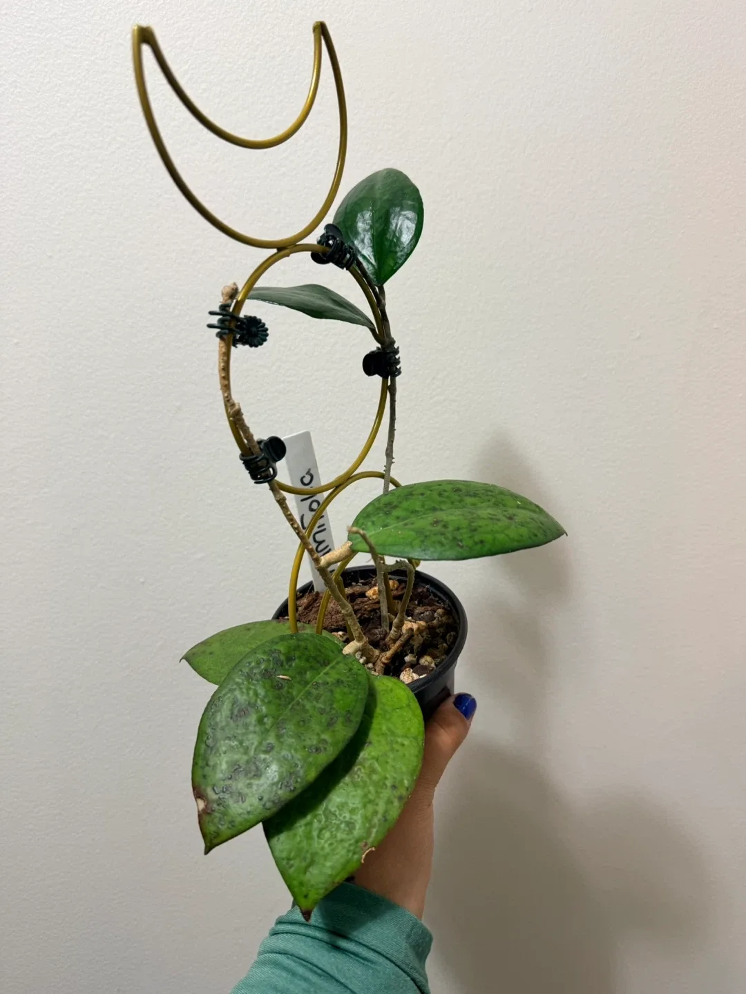 Hoya Cinnamifolia Plant with Trellis image indicator(3)