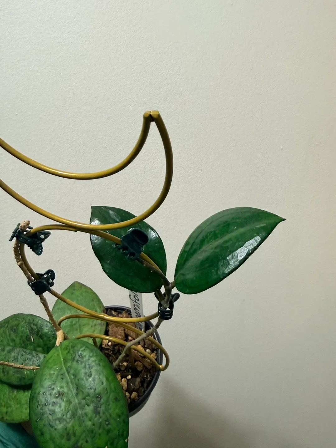 Hoya Cinnamifolia Plant with Trellis image indicator(2)