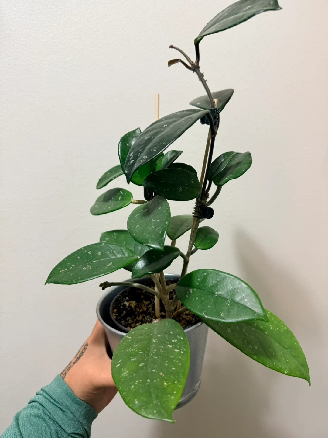 Hoya Carnosa Plant in Silver Pot image indicator(2)