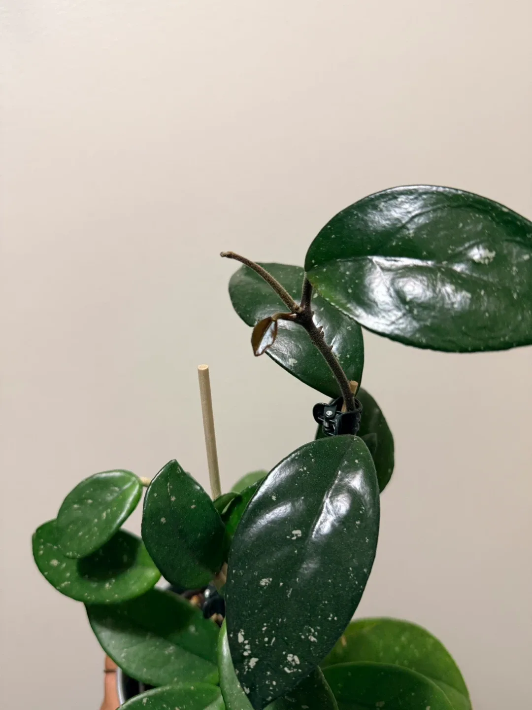 Hoya Carnosa Plant in Silver Pot image indicator(3)