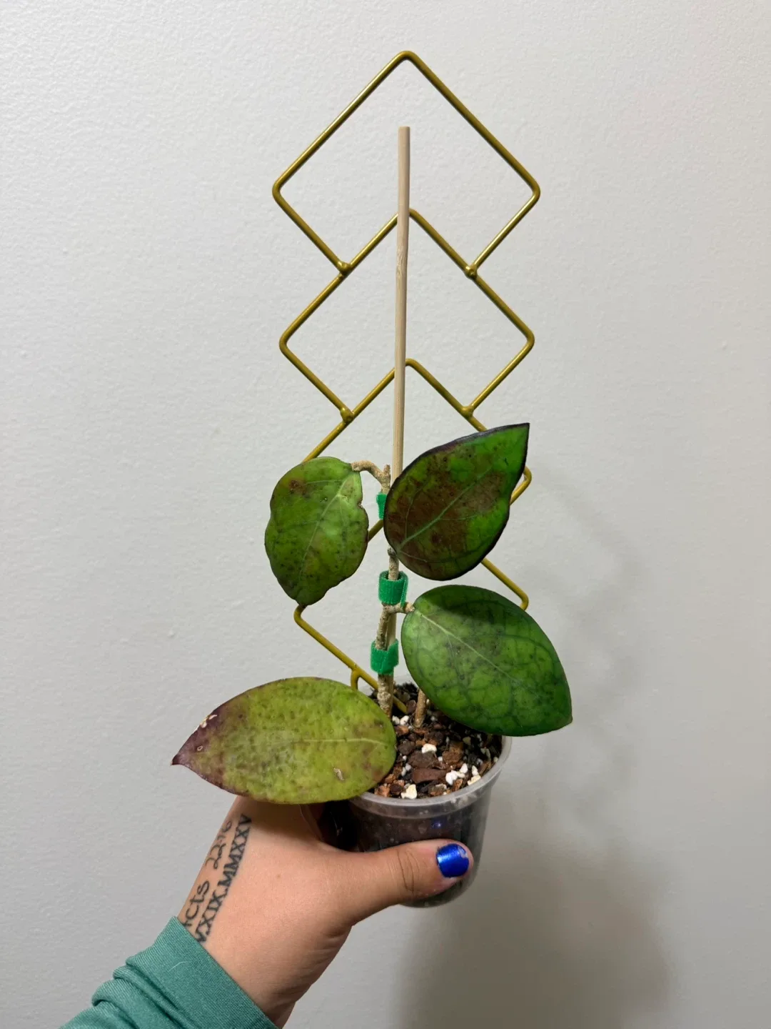 Hoya Cinnamifolia Plant with Trellis thumbnail