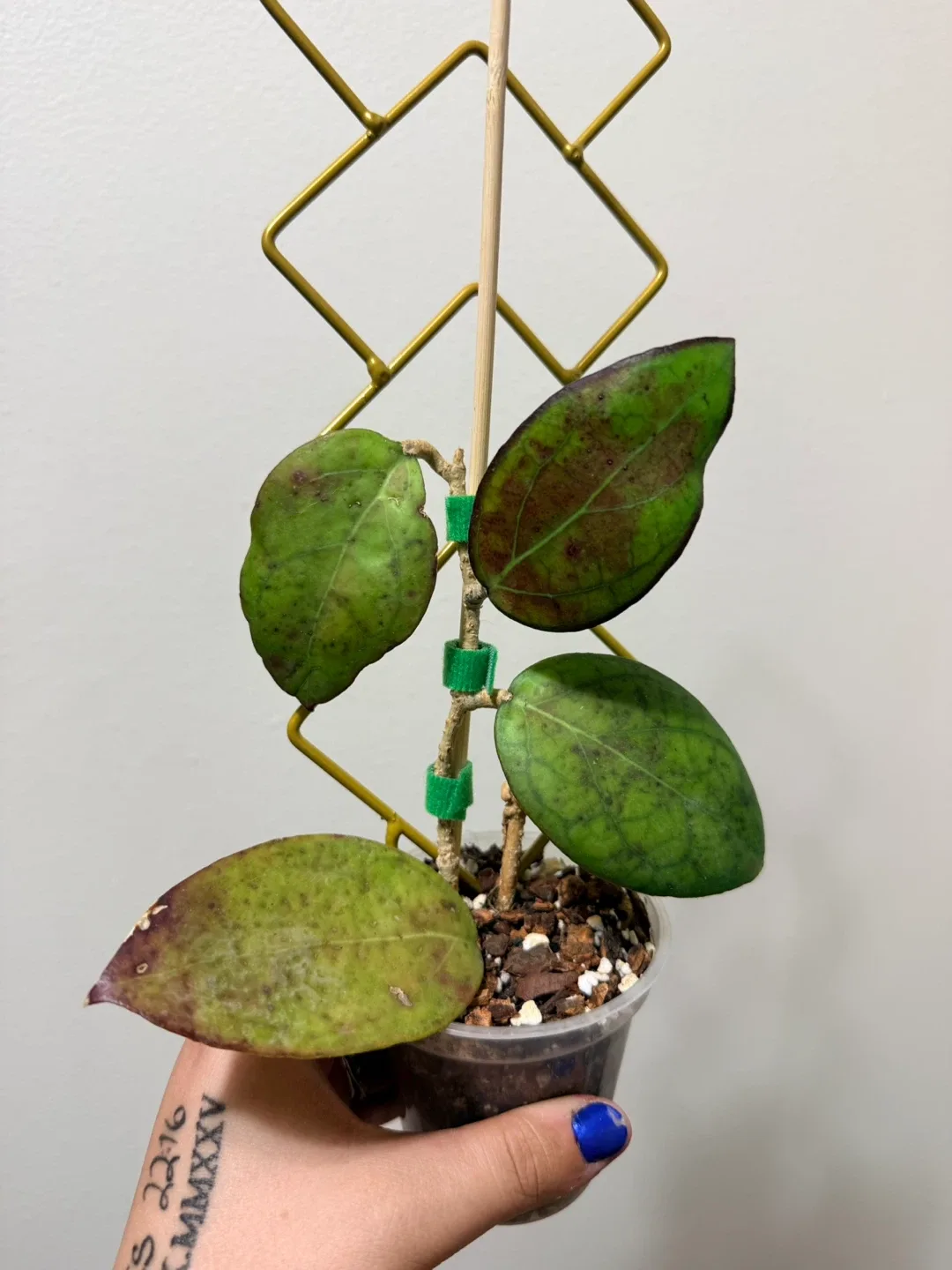 Hoya Cinnamifolia Plant with Trellis image indicator(2)