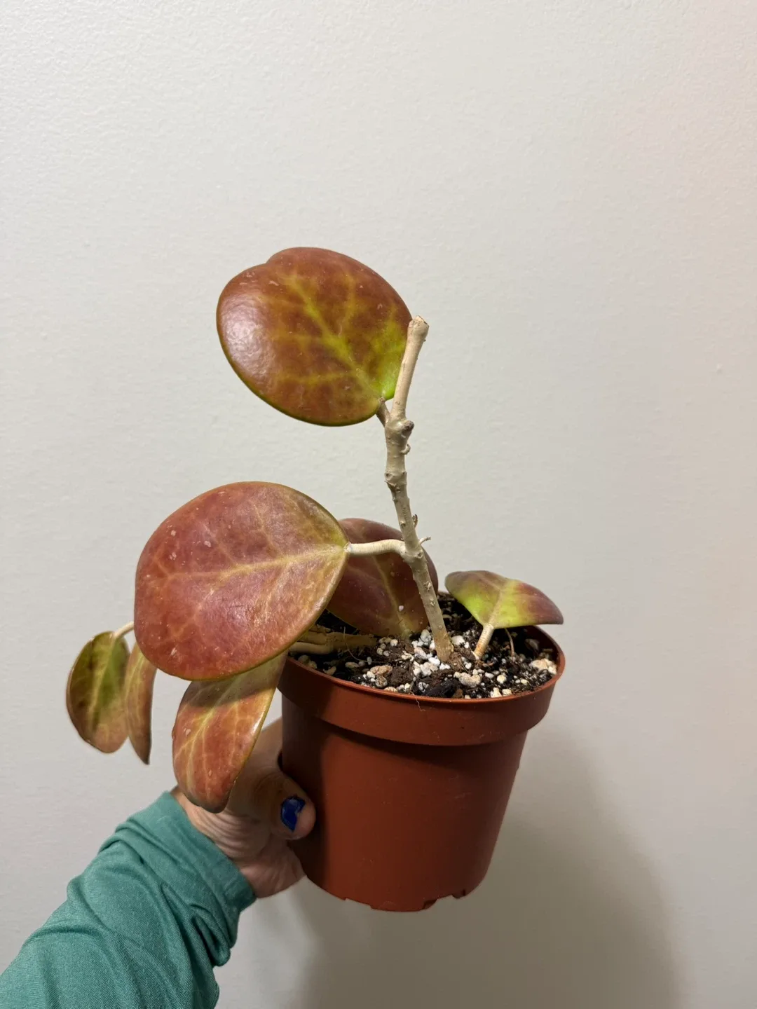 Hoya Ovobata (Super Sun Stressed) image indicator(3)