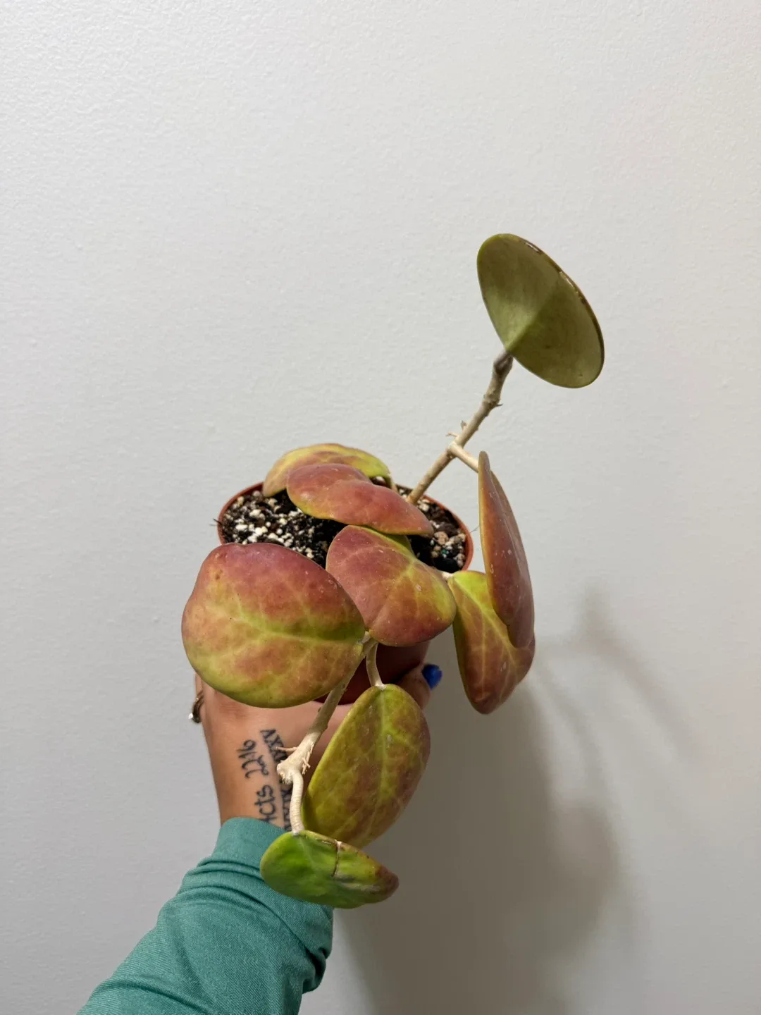 Hoya Ovobata (Super Sun Stressed) image indicator(2)