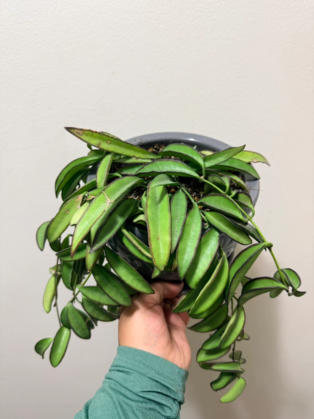 Hoya Kentiana Variegated (with ceramic pot) - photo 2