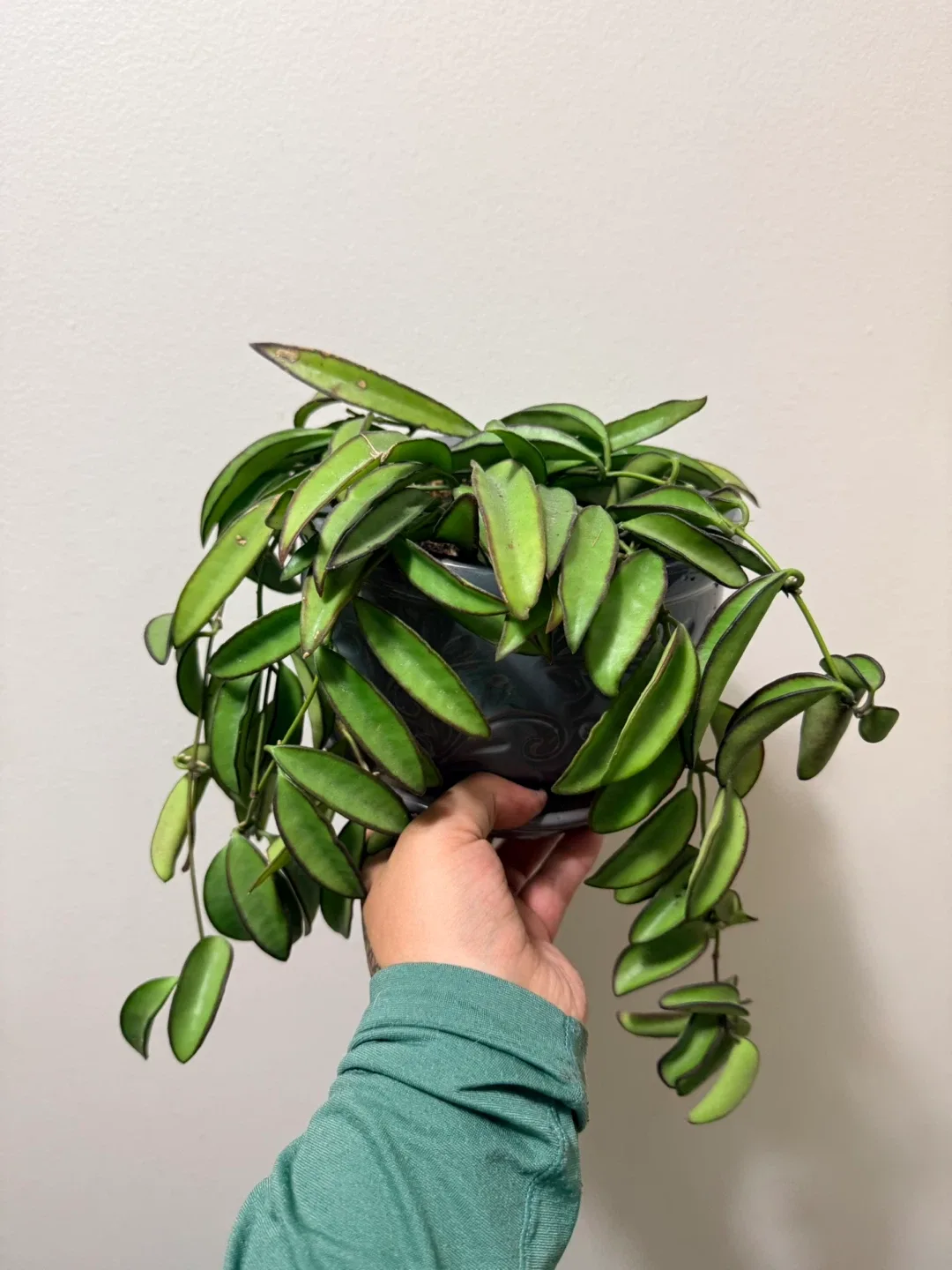 Hoya Kentiana Variegated (with ceramic pot)