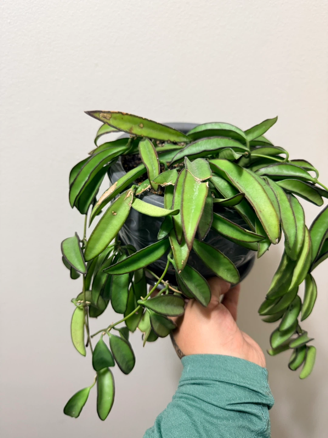 Hoya Kentiana Variegated (with ceramic pot) - photo 3