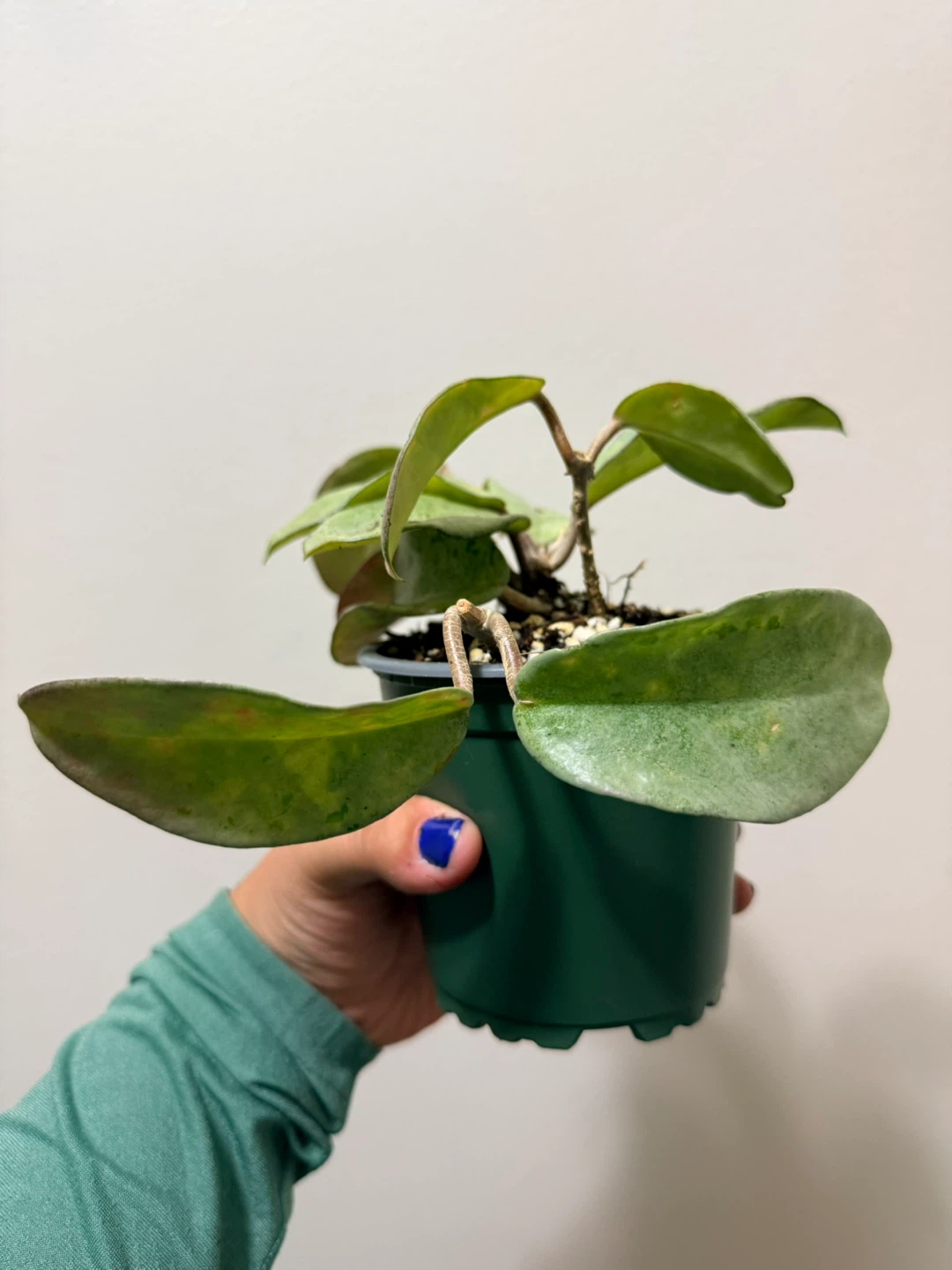 Sun Stressed Hoya Nova Ghost - photo 2