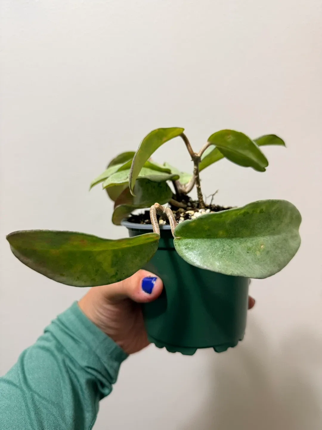 Sun Stressed Hoya Nova Ghost image indicator(2)