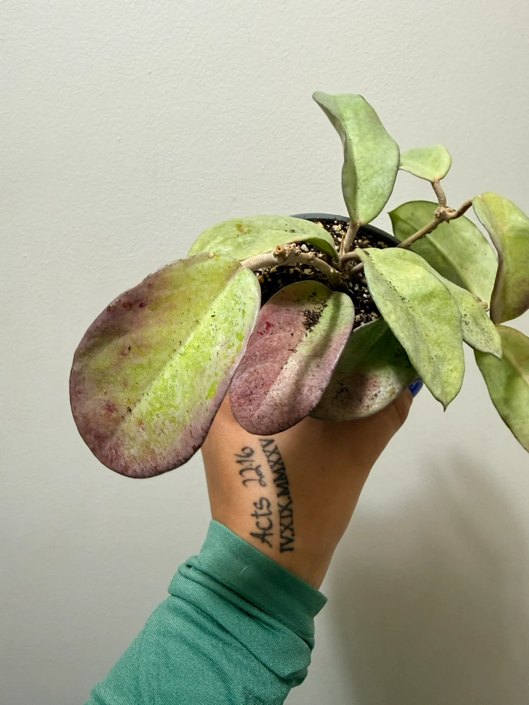 Sun Stressed Hoya Nova Ghost - photo 4