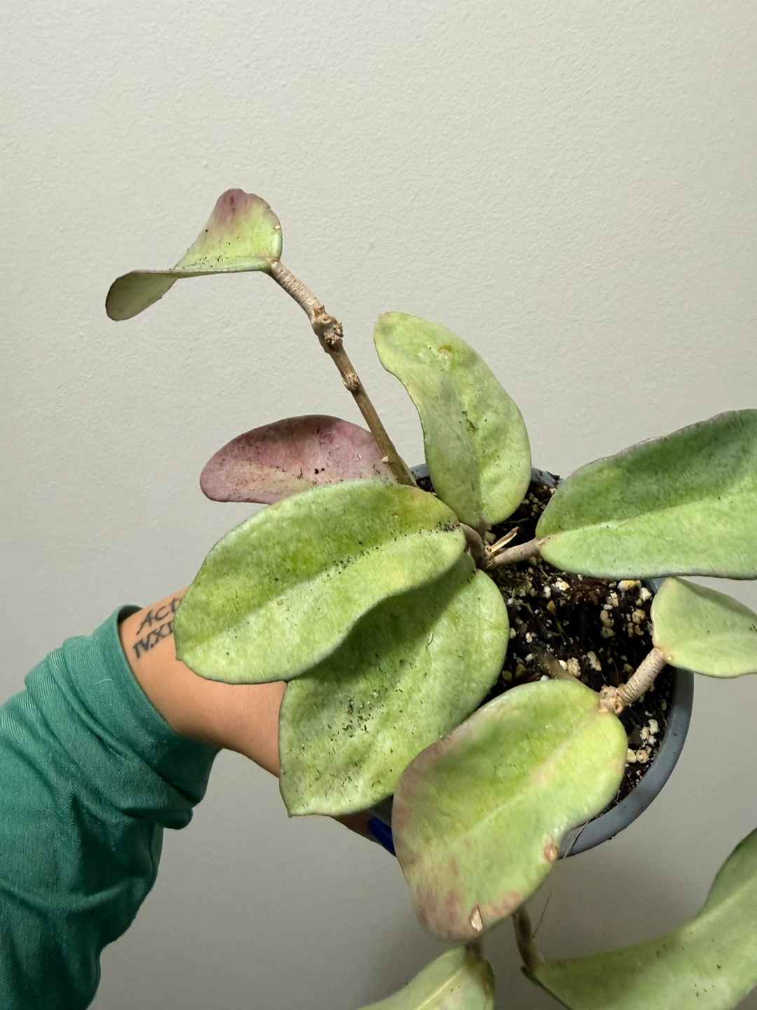 Sun Stressed Hoya Nova Ghost - photo 3