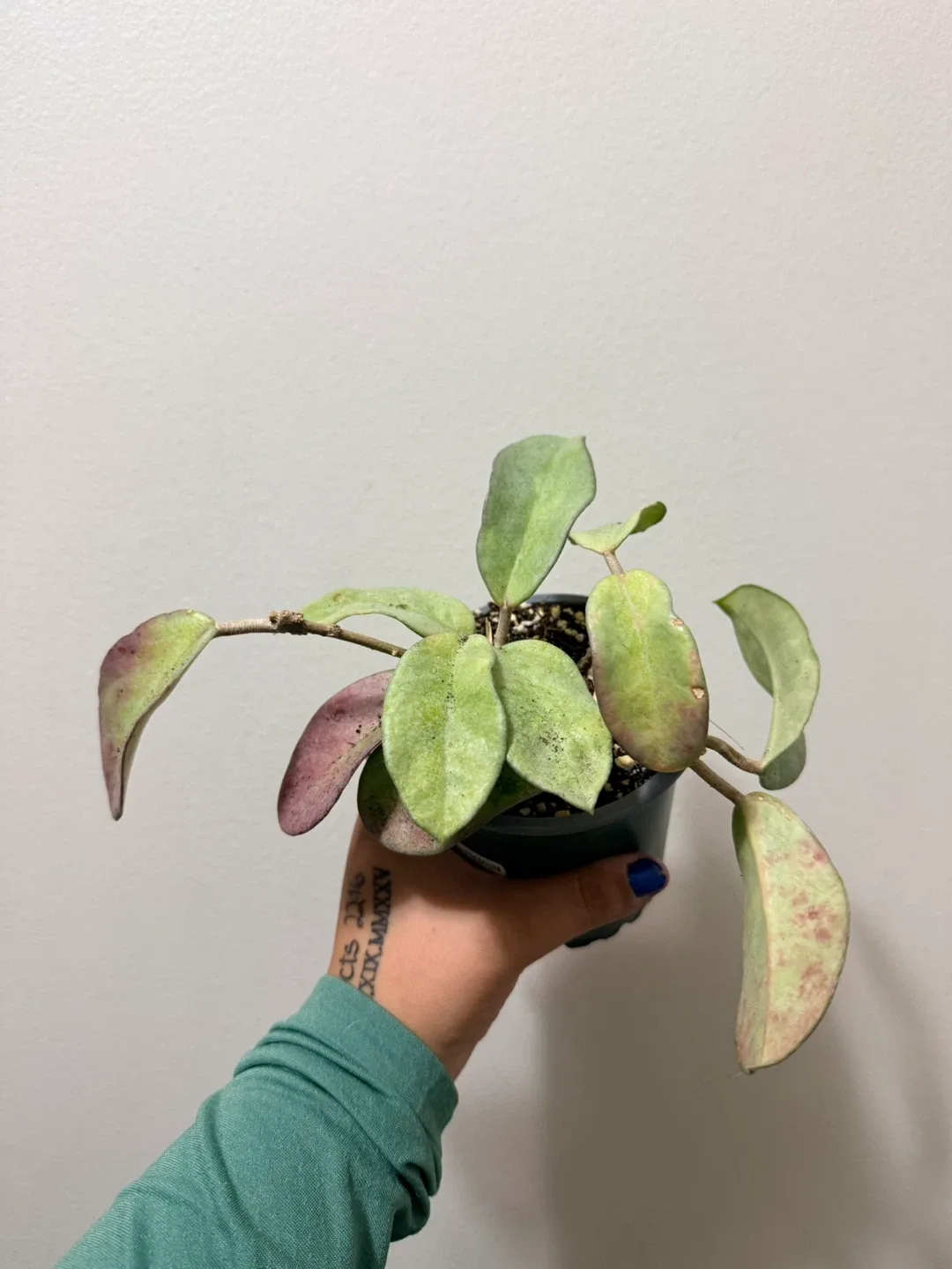 Sun Stressed Hoya Nova Ghost