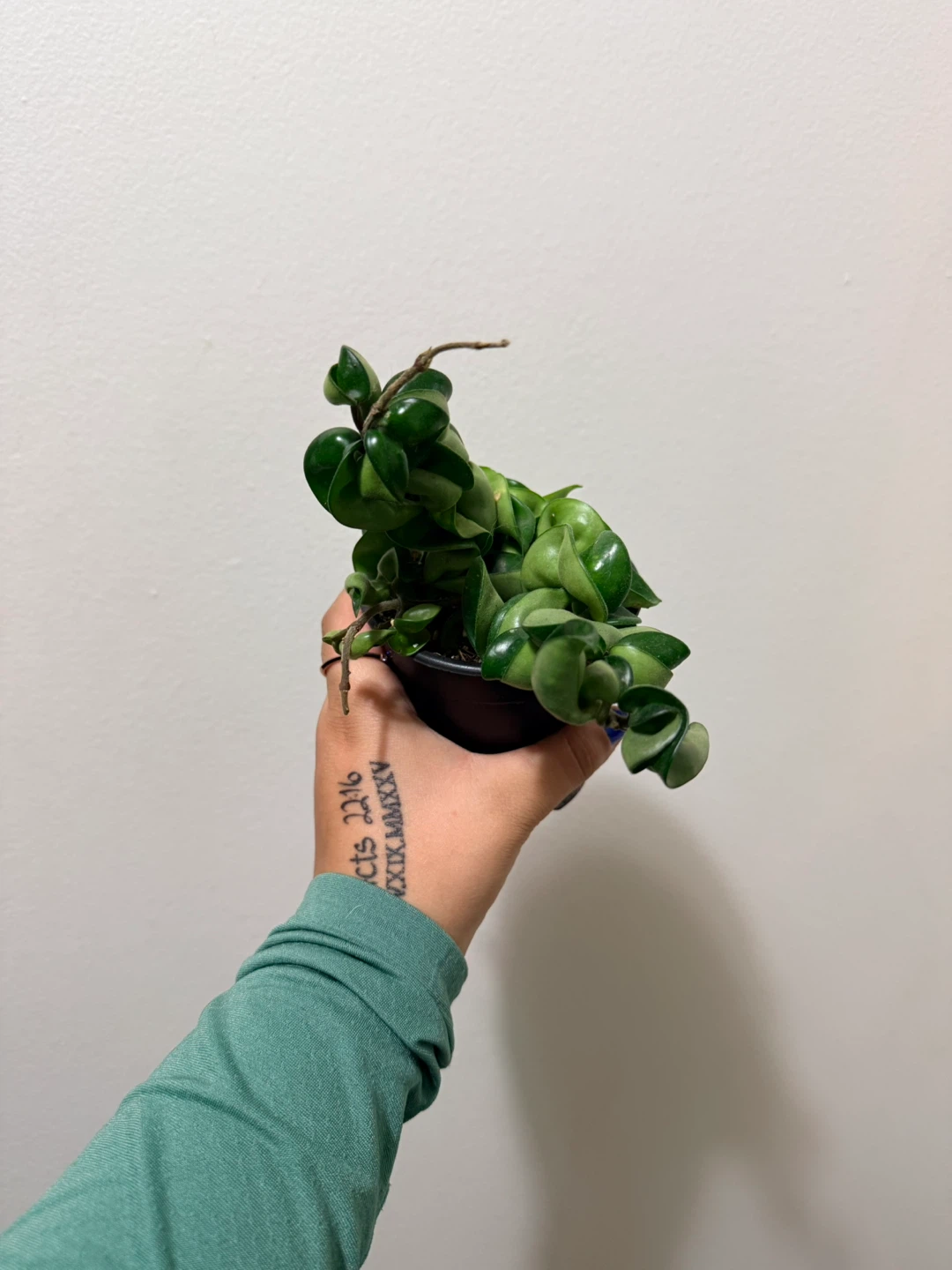 Hoya Compacta Plant