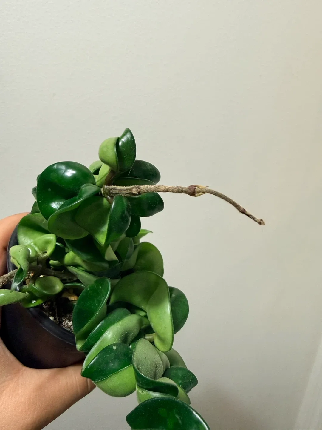 Hoya Compacta Plant image indicator(3)